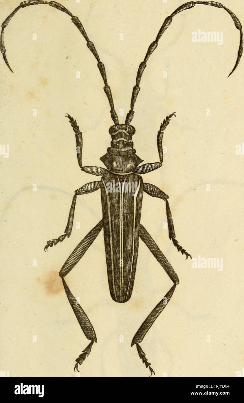 . Atlas des Insectes, Composé de 110 Planches, Représentant la plupart des Insectes décrits dans le Manuel d'histoire naturelle et dans le Manuel d'Entomologie. Insekten. In "^^pccte P, P/, 8j.. Z&gt;e, refh' i/e/. rrTard^ eu ifcit/s. C apri c onie Su ich ui" Al. Bitte beachten Sie, dass diese Bilder sind von der gescannten Seite Bilder, die digital für die Lesbarkeit verbessert haben mögen - Färbung und Aussehen dieser Abbildungen können nicht perfekt dem Original ähneln. extrahiert. Paris, Roret Stockfoto