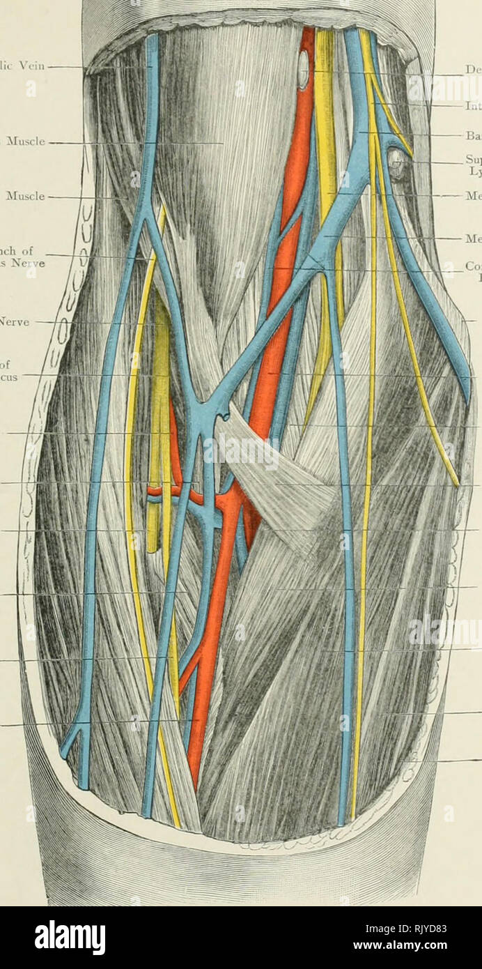 . Atlas der Angewandten (Topografische) menschlichen Anatomie für Studenten und Praktiker. Anatomie. Ccphalit Win Bizeps Muskeln liiiichialis iluscle Anticus kutane Zweig der Musculo-Spiral Musculo-Cutaneous Nerv Nerv tiefen Teil der Positionen Anticus Muskel wiederkehrende Nervus Tibialis posterior Sehne Arterie der Bizeps Interosseous Nerv Muskel Supinator Brevis Radial - Vrtery Kiidial Nervt. Tiefe Cubital Lymph Gland Interne kutane Nerv Basilic Vene oberflächliche Cubital Lymph Gland mittlere Nerv Median Basilic Vene Begleiter Adern der A. brachialis Interne Kondylus des Humerus A. brachialis A. brachialis Stockfoto