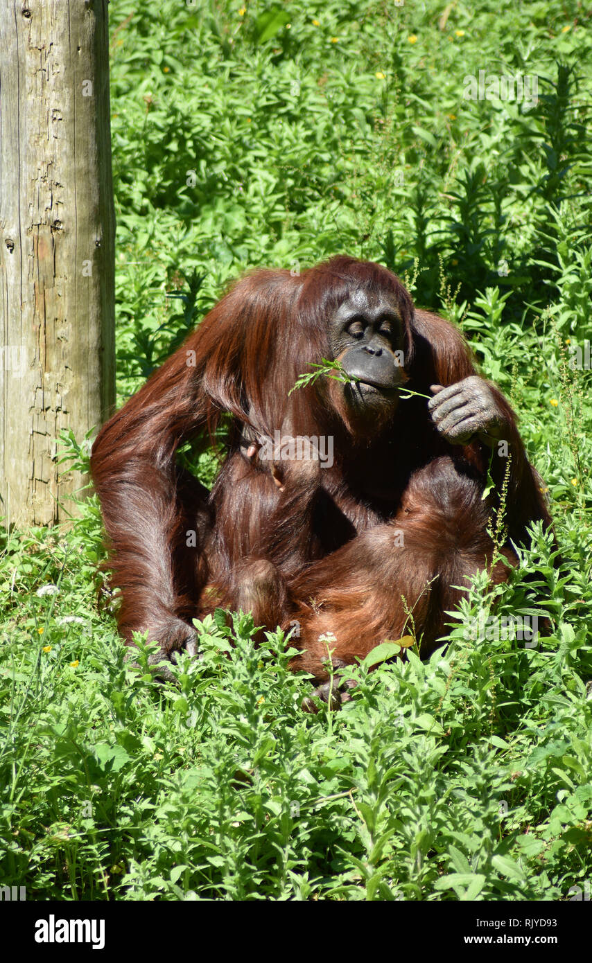 Paignton Zoo, Paignton, Devon Stockfoto