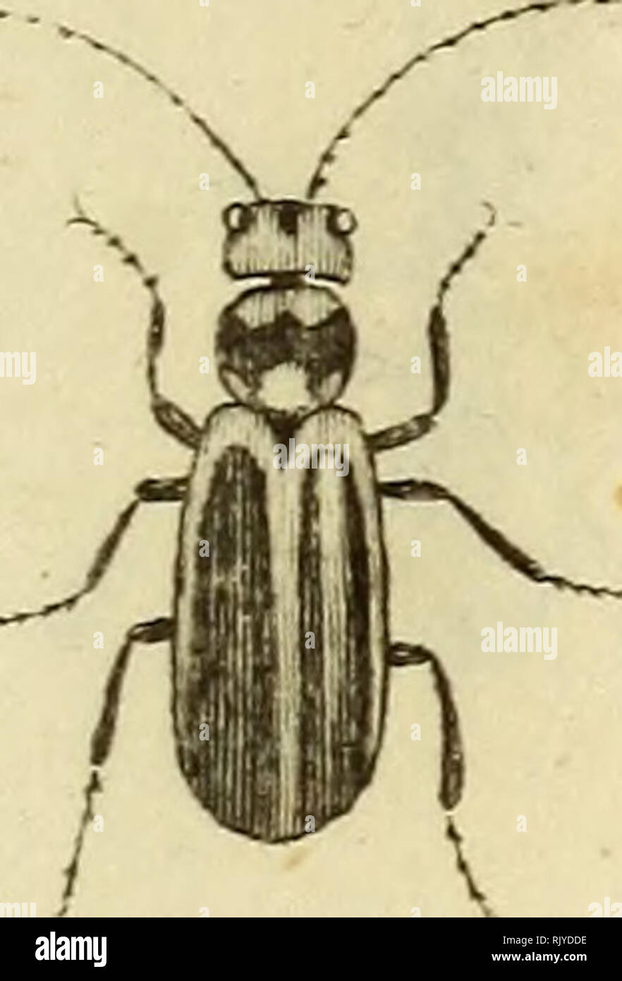 . Atlas des Insectes, Composé de 110 Planches, Représentant la plupart des Insectes décrits dans le Manuel d'histoire naturelle et dans le Manuel d'Entomologie. Insekten. I/iLcecicAS, PI--9-. Bitte beachten Sie, dass diese Bilder sind von der gescannten Seite Bilder, die digital für die Lesbarkeit verbessert haben mögen - Färbung und Aussehen dieser Abbildungen können nicht perfekt dem Original ähneln. extrahiert. Paris, Roret Stockfoto