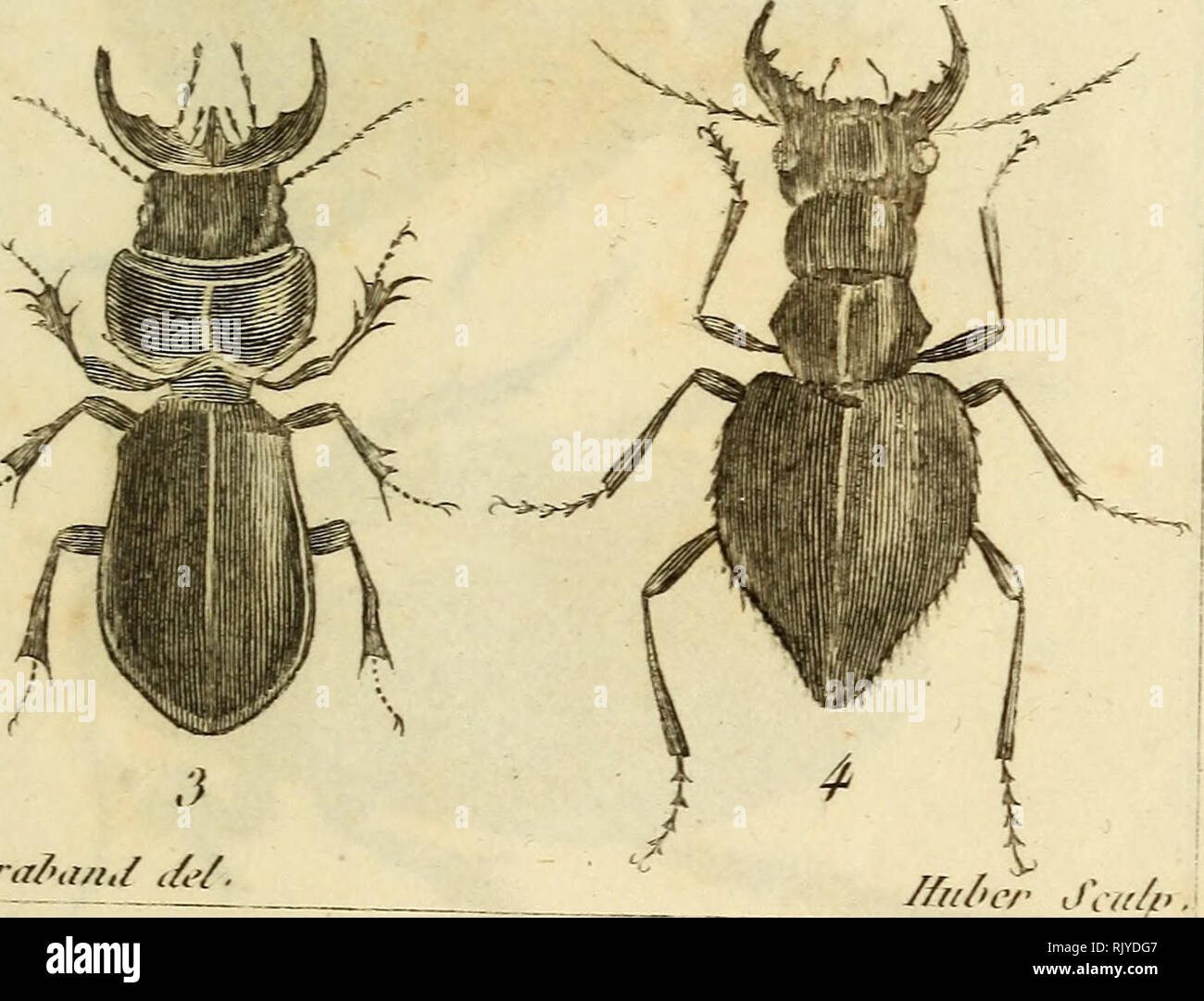 . Atlas des Insectes, Composé de 110 Planches, Représentant la plupart des Insectes décrits dans le Manuel d'histoire naturelle et dans le Manuel d'Entomologie. Insekten. Jiifra/&gt; u/i/i/c '/. 1. Auto. bjiuacnié. 2' Auto. CoiiU. 5. S Auto. o-éant. // Ii/&gt; CR J/f/i&gt;. 4.. Afanl. Aqitatiqiio liloph ACaxinaipi S... Bitte beachten Sie, dass diese Bilder sind von der gescannten Seite Bilder, die digital für die Lesbarkeit verbessert haben mögen - Färbung und Aussehen dieser Abbildungen können nicht perfekt dem Original ähneln. extrahiert. Paris, Roret Stockfoto