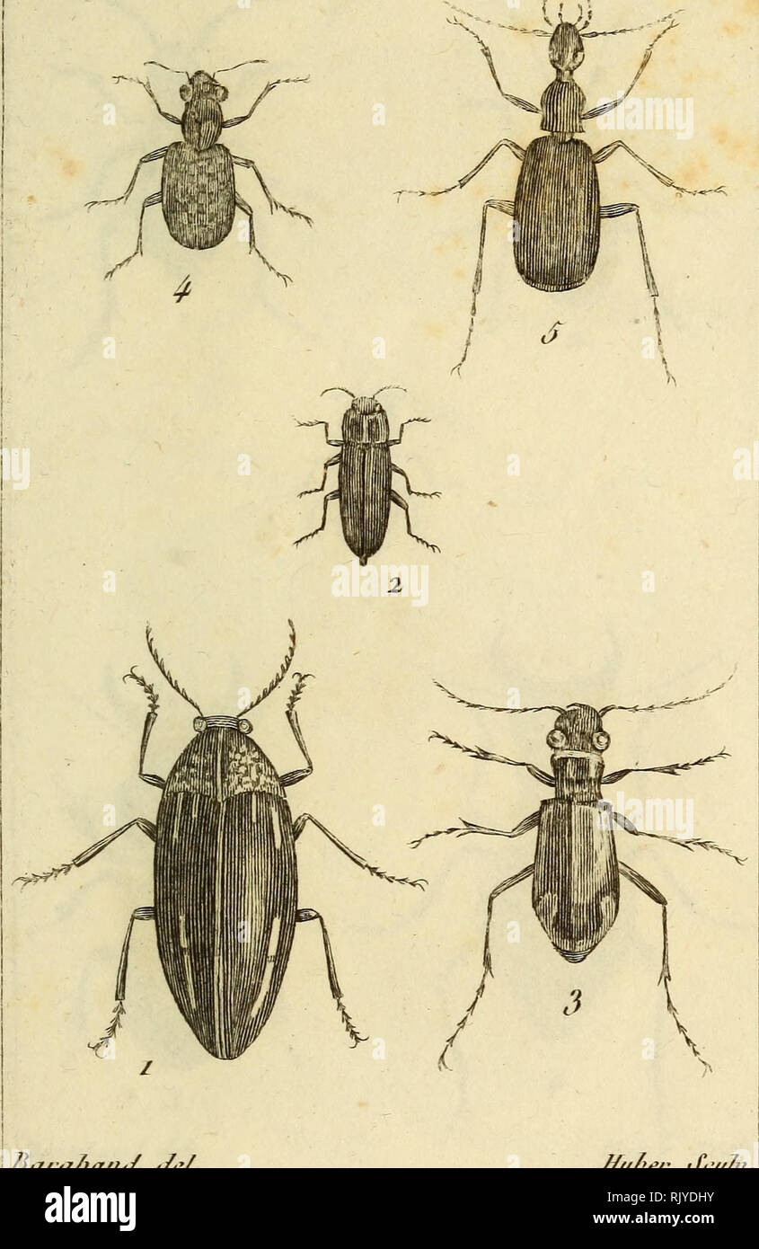 . Atlas des Insectes, Composé de 110 Planches, Représentant la plupart des Insectes décrits dans le Manuel d'histoire naturelle et dans le Manuel d'Entomologie. Insekten. Irixpecliur PI.". JiarabanJ Je/HiSer i^PcuIff. L. IViip, intein 'ompii" 2. Jjiip. l'ubis. J. in der CIC. Carolîiioise. 4 • Elcpli. acjna (u[uo 5. Cai". Aiiiôrioain.. Bitte beachten Sie, dass diese Bilder sind von der gescannten Seite Bilder, die digital für die Lesbarkeit verbessert haben mögen - Färbung und Aussehen dieser Abbildungen können nicht perfekt dem Original ähneln. extrahiert. Paris, Roret Stockfoto