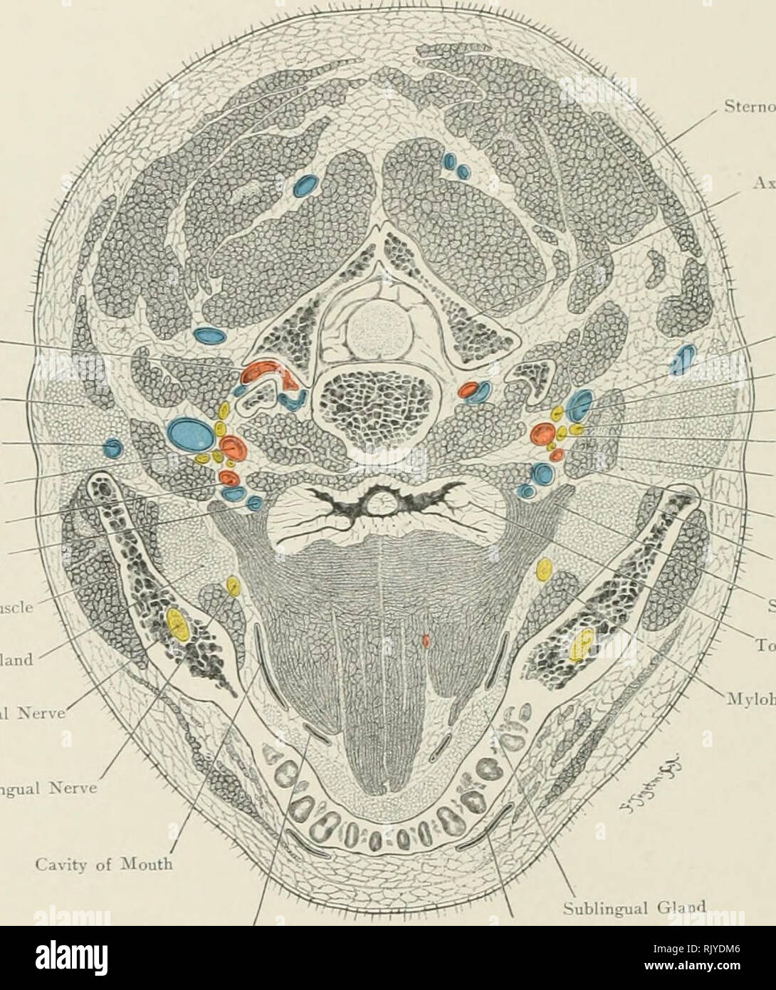 . Atlas der Angewandten (Topografische) menschlichen Anatomie für