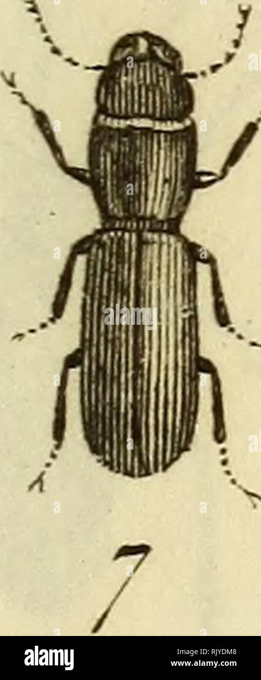 . Atlas des Insectes, Composé de 110 Planches, Représentant la plupart des Insectes décrits dans le Manuel d'histoire naturelle et dans le Manuel d'Entomologie. Insekten. I/U' ecée^r PL-I.. Bitte beachten Sie, dass diese Bilder sind von der gescannten Seite Bilder, die digital für die Lesbarkeit verbessert haben mögen - Färbung und Aussehen dieser Abbildungen können nicht perfekt dem Original ähneln. extrahiert. Paris, Roret Stockfoto