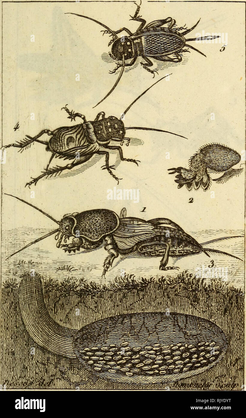 . Atlas des Insectes, Composé de 110 Planches, Représentant la plupart des Insectes décrits dans le Manuel d'histoire naturelle et dans le Manuel d'Entomologie. Insekten. InApectd m. 63. 1. Le GriEou TaTLpo. "2. Une Ae ses Pattes. antérieures. So he. ] Slii. 4. GriL diampètre^t 5. GriL Cliauipetre ï .. Bitte beachten Sie, dass diese Bilder sind von der gescannten Seite Bilder, die digital für die Lesbarkeit verbessert haben mögen - Färbung und Aussehen dieser Abbildungen können nicht perfekt dem Original ähneln. extrahiert. Paris, Roret Stockfoto