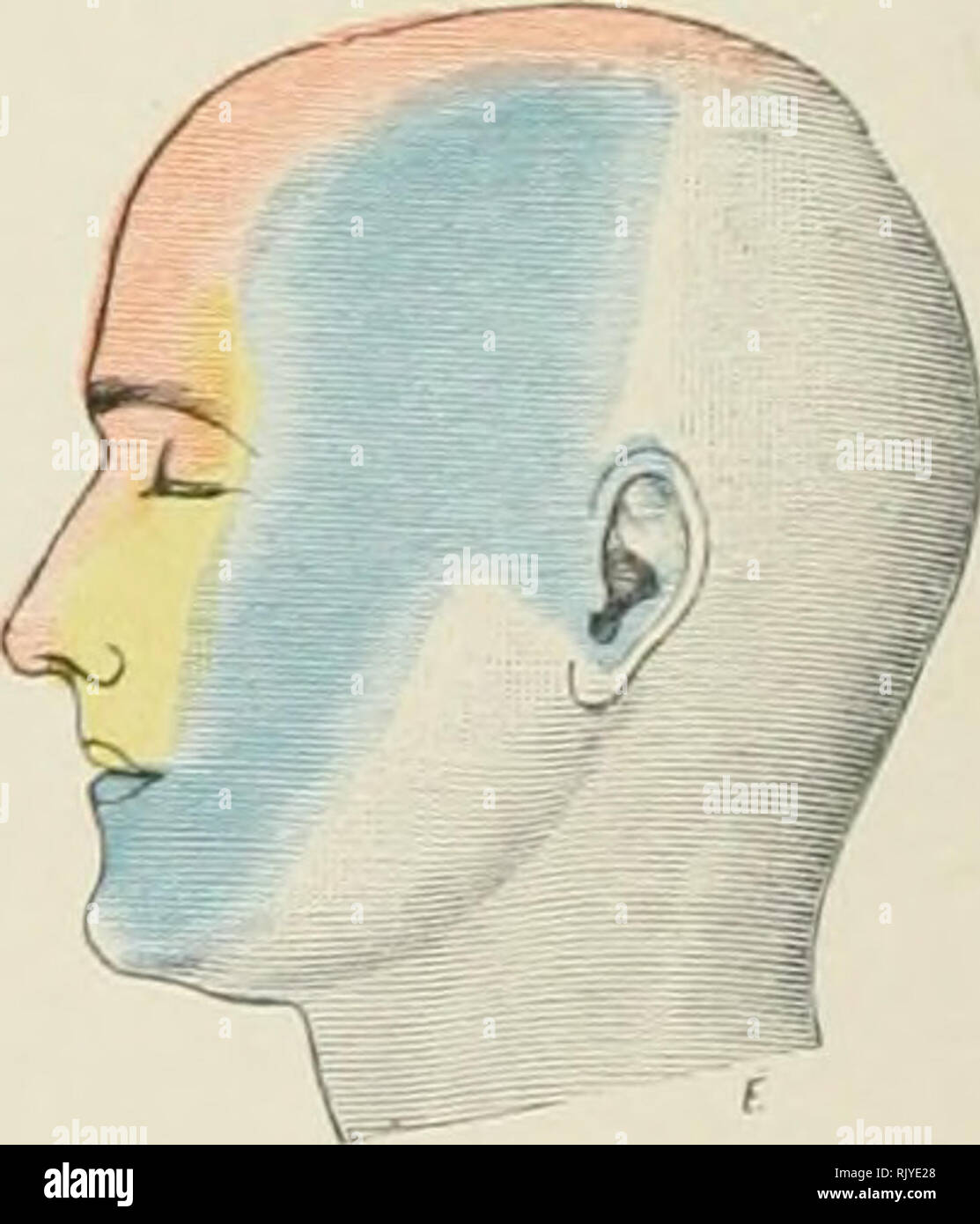 . Atlas der Angewandten (Topografische) menschlichen Anatomie für Studenten und Praktiker. Anatomie. Abb. 33. Abb. 36. Li ^m jz = 5 = = r2']] r; VA ir-f"'". Abb. 37. Abb. 34. Abb. 33-38. Bereich der Verteilung der sensorische Hirnnerven: Abb. 33 Vorderansicht, Abb. 34 Seitenansicht, '/^'-Größe. Abb. 35 38. Variationen, Seitenansicht. '/, Nat. Größe. Abb. 38. Rebman Limited, London. Unternehmen, Neue rebman Yorls.. Bitte beachten Sie, dass diese Bilder aus gescannten Seite Bilder, die digital für die Lesbarkeit verbessert haben mögen - Färbung und Aussehen dieser Abbildungen können nicht Perfekt res extrahiert werden Stockfoto