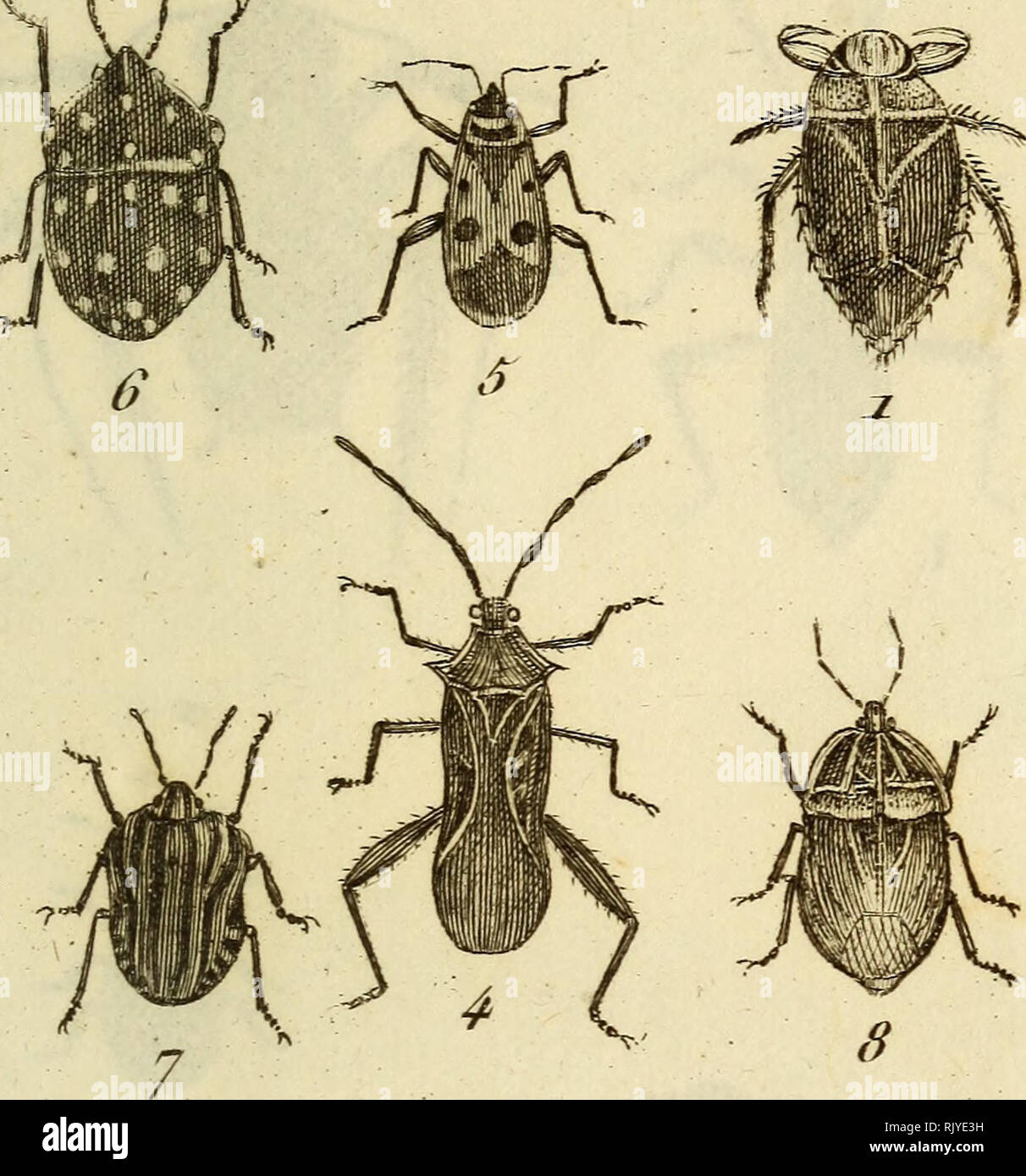 . Atlas des Insectes, Composé de 110 Planches, Représentant la plupart des Insectes décrits dans le Manuel d'histoire naturelle et dans le Manuel d'Entomologie. Insekten. In^e € Te&lt; p. Ich .1 M.61.. Bitte beachten Sie, dass diese Bilder sind von der gescannten Seite Bilder, die digital für die Lesbarkeit verbessert haben mögen - Färbung und Aussehen dieser Abbildungen können nicht perfekt dem Original ähneln. extrahiert. Paris, Roret Stockfoto