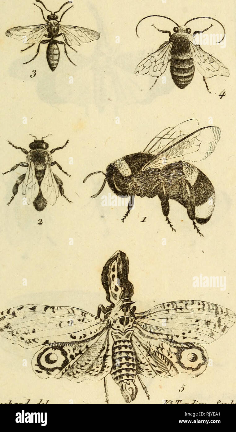. Atlas des Insectes, composÃ© de 110 Planches, reprÃ©sentant La plupart des Insectes Dekor crits dans le Manuel d'histoire naturelle et dans le Manuel d'Entomologie. Insekten. I/i^ecÃ © e^. Pl.BN. Baralfond i/e/- K^TarJzeic d'Culp â Ich.^ Vb.torresd'o: 2. A1&gt;. Ã Miol. F. 3.] '/uc. Ã loiiÅiies ein {oiiiuv 4Nom. Ã anfeiuios o. Fui.Por-laiitoriie.. Bitte beachten Sie, dass diese Bilder sind von der gescannten Seite Bilder, die digital für die Lesbarkeit verbessert haben mögen - Färbung und Aussehen dieser Abbildungen können nicht perfekt dem Original ähneln. extrahiert. Paris, Roret Stockfoto