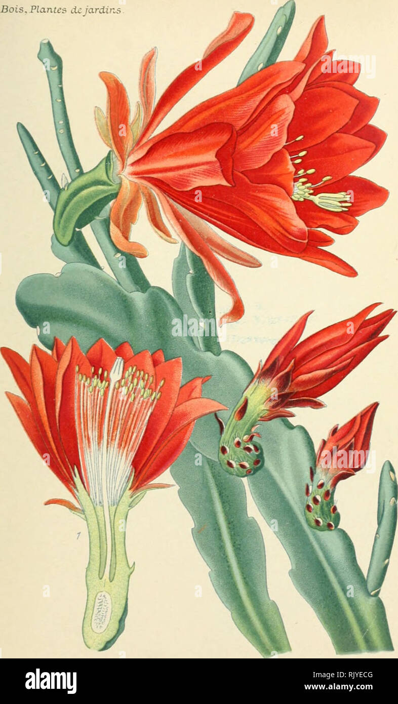 . Atlas des Plantes de Jardins exotiques et d'appartements et européenes... accompagnées d'un Texte applicatif... Bois. "PlanUf cUJardins. i2t PL. 122. PhyUocacte phyllanthoïde. Phyllocactus phyllanthoides DC. Famille de Cactées.. Bitte beachten Sie, dass diese Bilder sind von der gescannten Seite Bilder, die digital für die Lesbarkeit verbessert haben mögen - Färbung und Aussehen dieser Abbildungen können nicht perfekt dem Original ähneln. extrahiert. Bois, Paris: KLINCKSIECK D. Stockfoto