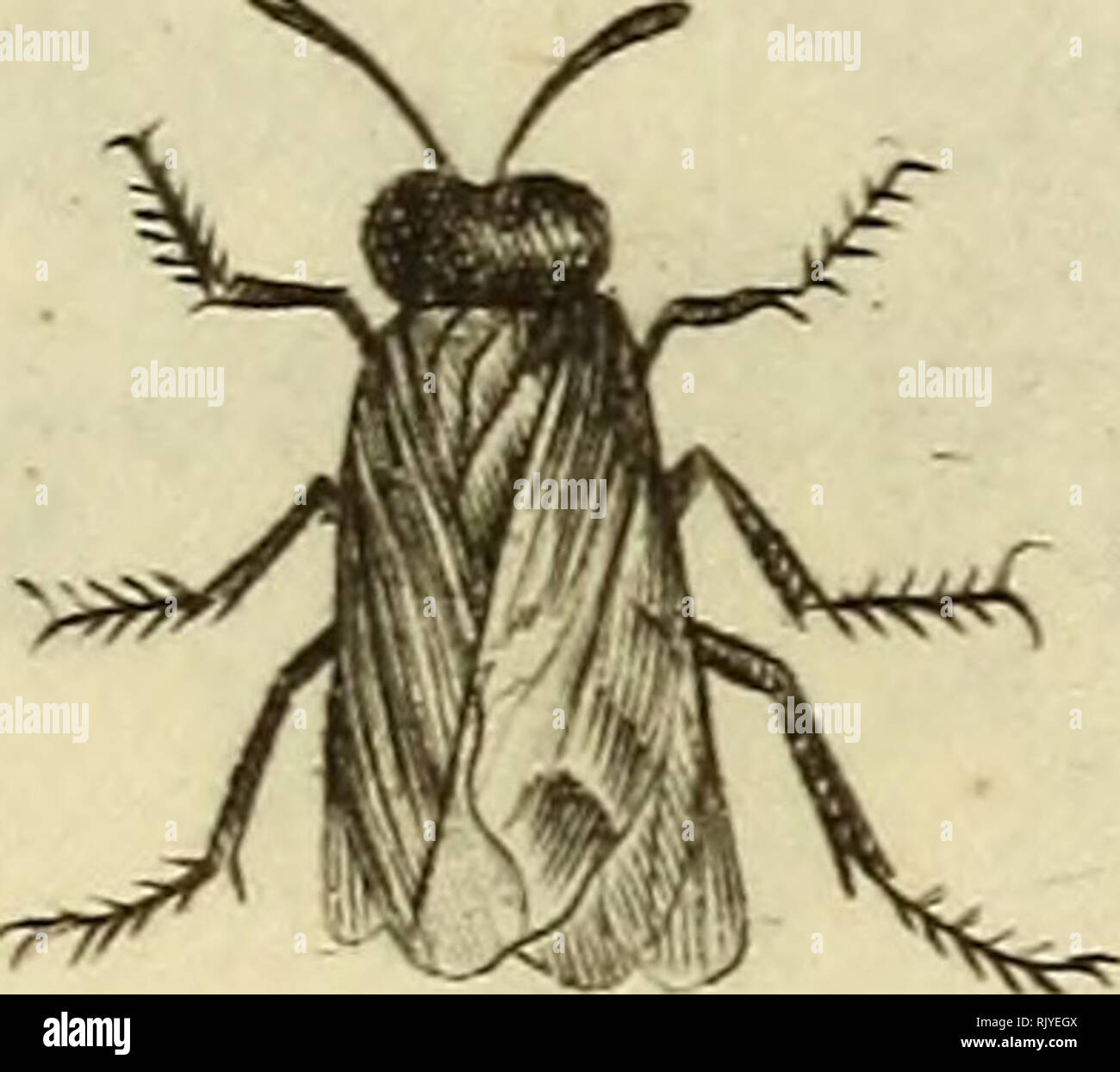 . Atlas des Insectes, Composé de 110 Planches, Représentant la plupart des Insectes décrits dans le Manuel d'histoire naturelle et dans le Manuel d'Entomologie. Insekten. J, î. Bitte beachten Sie, dass diese Bilder sind von der gescannten Seite Bilder, die digital für die Lesbarkeit verbessert haben mögen - Färbung und Aussehen dieser Abbildungen können nicht perfekt dem Original ähneln. extrahiert. Paris, Roret Stockfoto