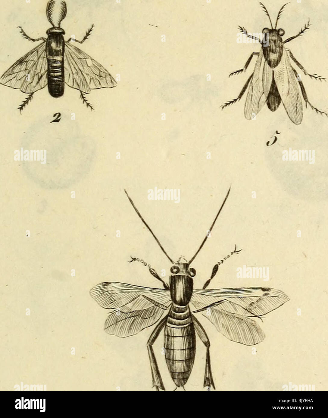 . Atlas des Insectes, Composé de 110 Planches, Représentant la plupart des Insectes décrits dans le Manuel d'histoire naturelle et dans le Manuel d'Entomologie. Insekten. Joh^ ecé&amp; j". J'I. S2. J, î. Bitte beachten Sie, dass diese Bilder sind von der gescannten Seite Bilder, die digital für die Lesbarkeit verbessert haben mögen - Färbung und Aussehen dieser Abbildungen können nicht perfekt dem Original ähneln. extrahiert. Paris, Roret Stockfoto