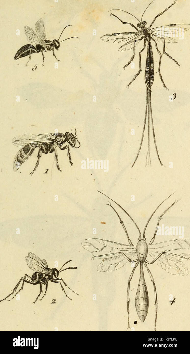 . Atlas des Insectes, Composé de 110 Planches, Représentant la plupart des Insectes décrits dans le Manuel d'histoire naturelle et dans le Manuel d'Entomologie. Insekten. J/hJ^ Cc/ciT jPLj8.. De^ reife Tiel. JGflu ^f -, rculp.i.T. a^oerosses - cuisses ich^. l'Icli. jatmatTC" 2 E. Appendigastre, &Lt;5. Ich "IcIl. Peloton. 5 ... l'Icli. a (ti" av^aiit.. Bitte beachten Sie, dass diese Bilder sind von der gescannten Seite Bilder, die digital für die Lesbarkeit verbessert haben mögen - Färbung und Aussehen dieser Abbildungen können nicht perfekt dem Original ähneln. extrahiert. Paris, Roret Stockfoto