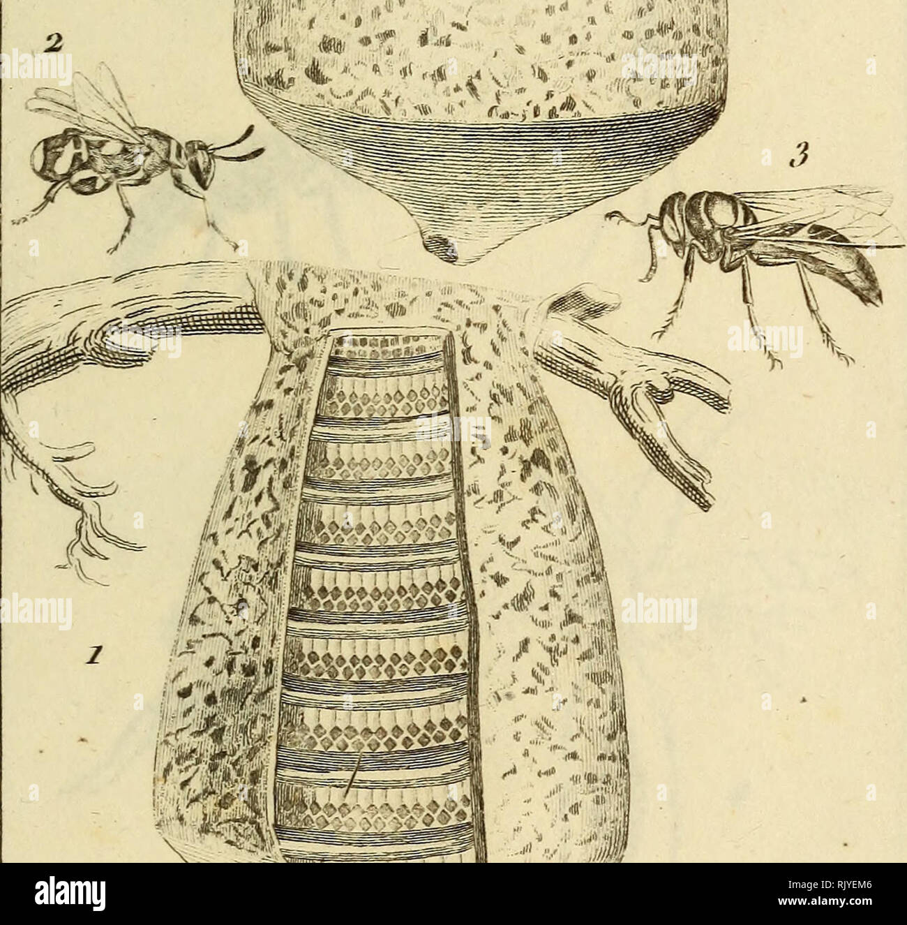 . Atlas des Insectes, Composé de 110 Planches, Représentant la plupart des Insectes décrits dans le Manuel d'histoire naturelle et dans le Manuel d'Entomologie. Insekten. Jiara/'tT/tt/Ti'/trci jiinie. p/s. i.L. Gacpier de la 2. L. X) orsior "ere • GLepe CartoiHiicre 3. Chrysis ciLÛaimne. Bitte beachten Sie, dass diese Bilder sind von der gescannten Seite Bilder, die digital für die Lesbarkeit verbessert haben mögen - Färbung und Aussehen dieser Abbildungen können nicht perfekt dem Original ähneln. extrahiert. Paris, Roret Stockfoto