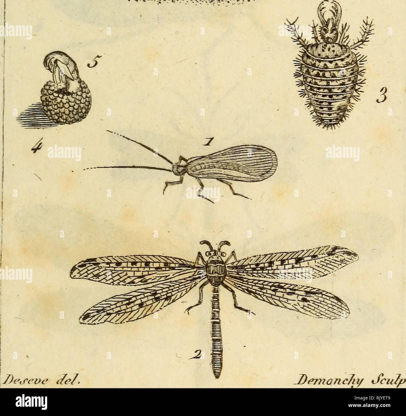 . Atlas des Insectes, Composé de 110 Planches, Représentant la plupart des Insectes décrits dans le Manuel d'histoire naturelle et dans le Manuel d'Entomologie. Insekten. : Ich^.' Ich. H 0111. Clirvsops. 2. Jlyinii.des rpTirmî s. -3. Sa Lai-ve. 4. Sa Cocpie. o. PemL cle la ISruvplio. 6. T ete de la Xjtrve.. Bitte beachten Sie, dass diese Bilder sind von der gescannten Seite Bilder, die digital für die Lesbarkeit verbessert haben mögen - Färbung und Aussehen dieser Abbildungen können nicht perfekt dem Original ähneln. extrahiert. Paris, Roret Stockfoto