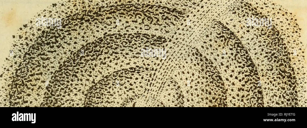 . Atlas des Insectes, Composé de 110 Planches, Représentant la plupart des Insectes décrits dans le Manuel d'histoire naturelle et dans le Manuel d'Entomologie. Insekten. Irufecta &Lt;s. FL 41.. : Ich^'. Bitte beachten Sie, dass diese Bilder sind von der gescannten Seite Bilder, die digital für die Lesbarkeit verbessert haben mögen - Färbung und Aussehen dieser Abbildungen können nicht perfekt dem Original ähneln. extrahiert. Paris, Roret Stockfoto