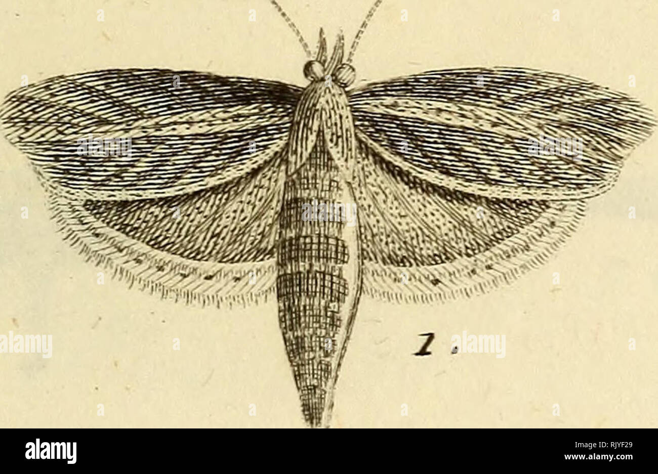 . Atlas des Insectes, Composé de 110 Planches, Représentant la plupart des Insectes décrits dans le Manuel d'histoire naturelle et dans le Manuel d'Entomologie. Insekten. 3d. I1/tH&gt; (/e/. 'T Ciupu ifc///p - 1. . .]) E La Cn^e. 31). Sa Cotpie. 2a. Sa Clieimle. 4 c-^^ Clirvsalîclo. Bitte beachten Sie, dass diese Bilder sind von der gescannten Seite Bilder, die digital für die Lesbarkeit verbessert haben mögen - Färbung und Aussehen dieser Abbildungen können nicht perfekt dem Original ähneln. extrahiert. Paris, Roret Stockfoto