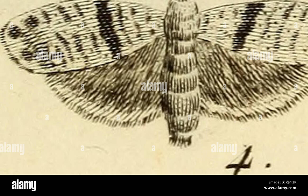 . Atlas des Insectes, Composé de 110 Planches, Représentant la plupart des Insectes décrits dans le Manuel d'histoire naturelle et dans le Manuel d'Entomologie. Insekten. 7 MRT&gt; t&gt; ich^ del. Cih/mt ffhdp 1. Ver te eine Bande. 2. Sa ClieniUe. 3. S C O (Ji c. 4. J) cs Poinnies. 6. Sa Chenille. 6. Sa Chrvsalidc.. Bitte beachten Sie, dass diese Bilder sind von der gescannten Seite Bilder, die digital für die Lesbarkeit verbessert haben mögen - Färbung und Aussehen dieser Abbildungen können nicht perfekt dem Original ähneln. extrahiert. Paris, Roret Stockfoto