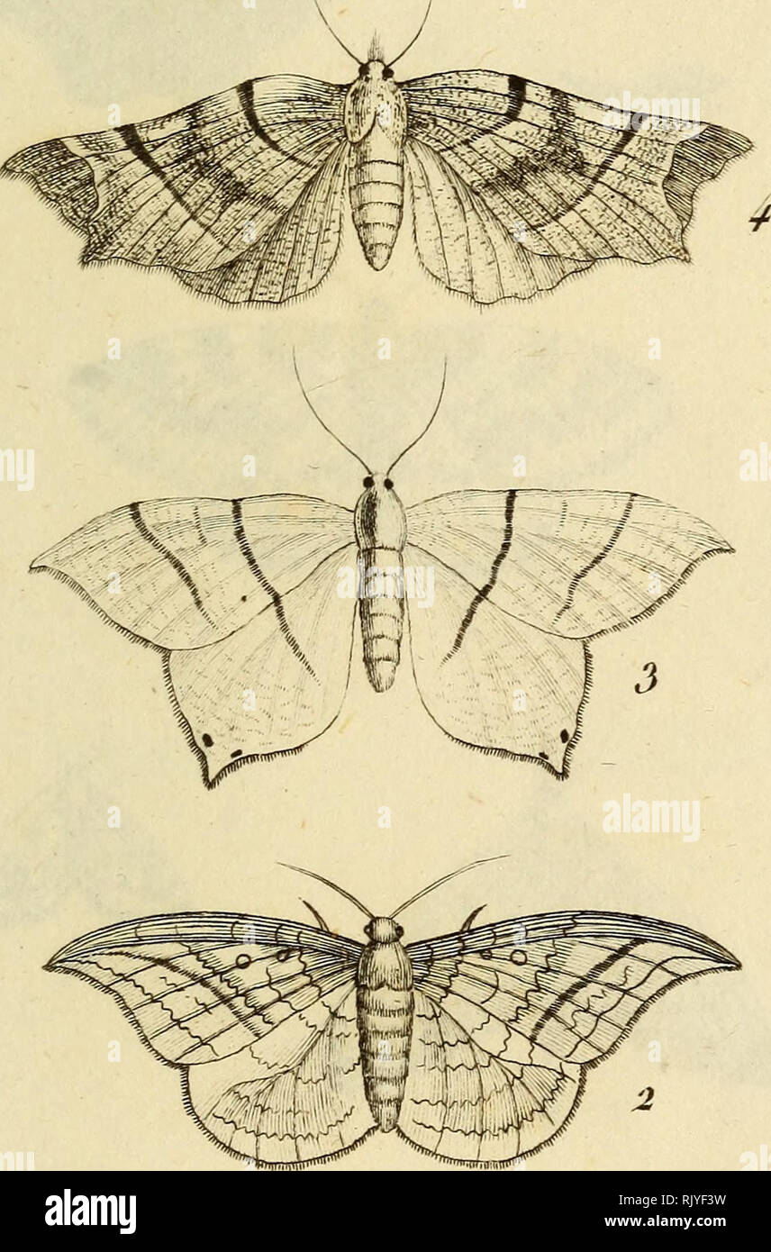 . Atlas des Insectes, Composé de 110 Planches, Représentant la plupart des Insectes décrits dans le Manuel d'histoire naturelle et dans le Manuel d'Entomologie. Insekten. J) iri&gt; ï) e (falls (&gt;/. / 77 (77 fû' f/Lfcu //&gt;. 1. Priiitaiiiere. 2 De raiLCille. 5. SoTiiî 'ee. 4-Jaspce.. Bitte beachten Sie, dass diese Bilder sind von der gescannten Seite Bilder, die digital für die Lesbarkeit verbessert haben mögen - Färbung und Aussehen dieser Abbildungen können nicht perfekt dem Original ähneln. extrahiert. Paris, Roret Stockfoto