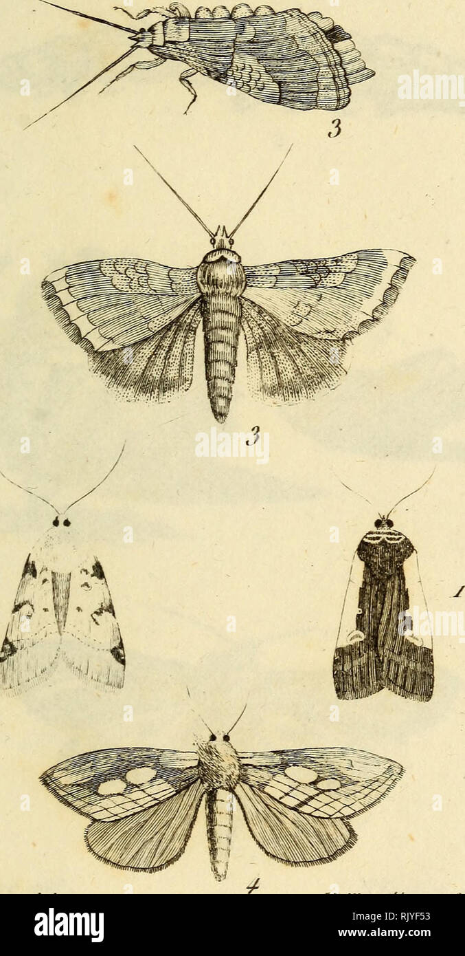 . Atlas des Insectes, Composé de 110 Planches, Représentant la plupart des Insectes décrits dans le Manuel d'histoire naturelle et dans le Manuel d'Entomologie. Insekten. IncTcctej'. J^i-M,. /) (C^ ("// yyh r&lt;//'&lt;'. u d'a/o j. Ansoe. 12. Siill'nT oo 5. 5.^cj' t-Dore. 4 - ^c la FostiunK. Bitte beachten Sie, dass diese Bilder sind von der gescannten Seite Bilder, die digital für die Lesbarkeit verbessert haben mögen - Färbung und Aussehen dieser Abbildungen können nicht perfekt dem Original ähneln. extrahiert. Paris, Roret Stockfoto