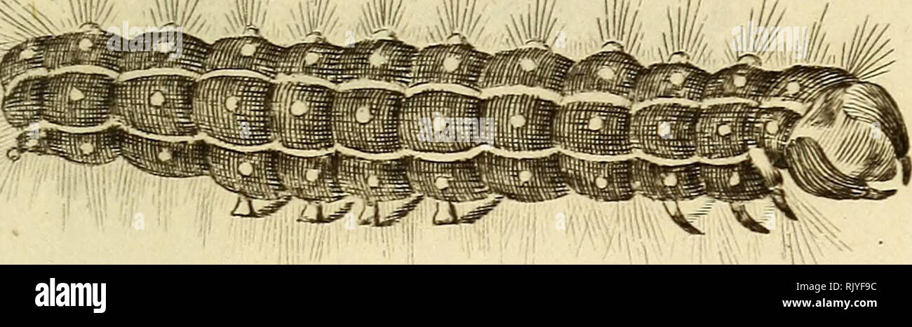 . Atlas des Insectes, Composé de 110 Planches, Représentant la plupart des Insectes décrits dans le Manuel d'histoire naturelle et dans le Manuel d'Entomologie. Insekten. Irufecta&lt; w. PI. 23 Ich.fi, 1/f r? , 1/. Bitte beachten Sie, dass diese Bilder sind von der gescannten Seite Bilder, die digital für die Lesbarkeit verbessert haben mögen - Färbung und Aussehen dieser Abbildungen können nicht perfekt dem Original ähneln. extrahiert. Paris, Roret Stockfoto