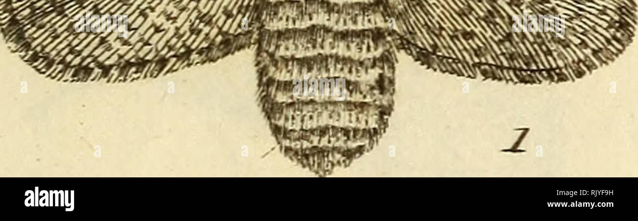 . Atlas des Insectes, Composé de 110 Planches, Représentant la plupart des Insectes décrits dans le Manuel d'histoire naturelle et dans le Manuel d'Entomologie. Insekten. ed'ei?e del.. JJfoit/iéy Jl' Ich/^. 1. Zingiberaceae. : Ich S2L Clieiiille 5 Sa Coqu-e. 4. Sa ClirysalÎLd e.. Bitte beachten Sie, dass diese Bilder sind von der gescannten Seite Bilder, die digital für die Lesbarkeit verbessert haben mögen - Färbung und Aussehen dieser Abbildungen können nicht perfekt dem Original ähneln. extrahiert. Paris, Roret Stockfoto
