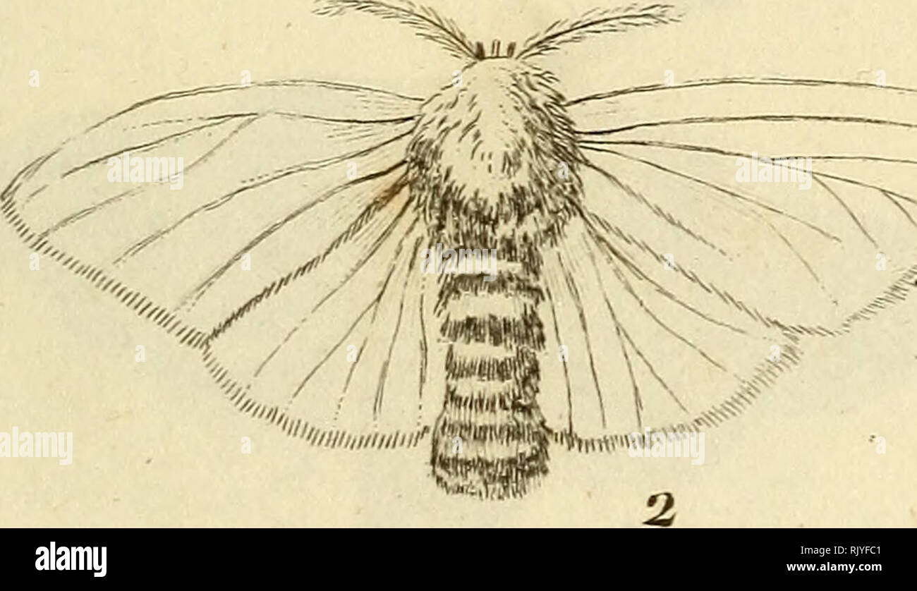 . Atlas des Insectes, Composé de 110 Planches, Représentant la plupart des Insectes décrits dans le Manuel d'histoire naturelle et dans le Manuel d'Entomologie. Insekten. ^^^^^^^ "U"^^ m m .. XDeseue liel. JA&gt; ich //iey/J^/p T. Processionnaire. 1. dirvsorrliée. 5 Sa C liegen 1,6 km. Bitte beachten Sie, dass diese Bilder sind von der gescannten Seite Bilder, die digital für die Lesbarkeit verbessert haben mögen - Färbung und Aussehen dieser Abbildungen können nicht perfekt dem Original ähneln. extrahiert. Paris, Roret Stockfoto