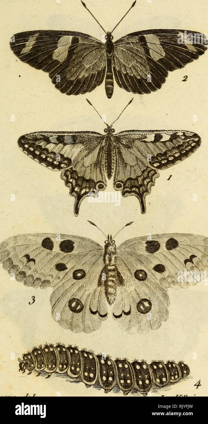 . Atlas des Insectes, Composé de 110 Planches, Représentant la plupart des Insectes décrits dans le Manuel d'histoire naturelle et dans le Manuel d'Entomologie. Insekten. Irupecte^. M.6.. De^^ eve-elel. Le fî &Amp; ziny I/culf^. 1. Du Peu ami. 2. DxL Ricia. 3. Apollon. 4. S eine ChemUe.. Bitte beachten Sie, dass diese Bilder sind von der gescannten Seite Bilder, die digital für die Lesbarkeit verbessert haben mögen - Färbung und Aussehen dieser Abbildungen können nicht perfekt dem Original ähneln. extrahiert. Paris, Roret Stockfoto
