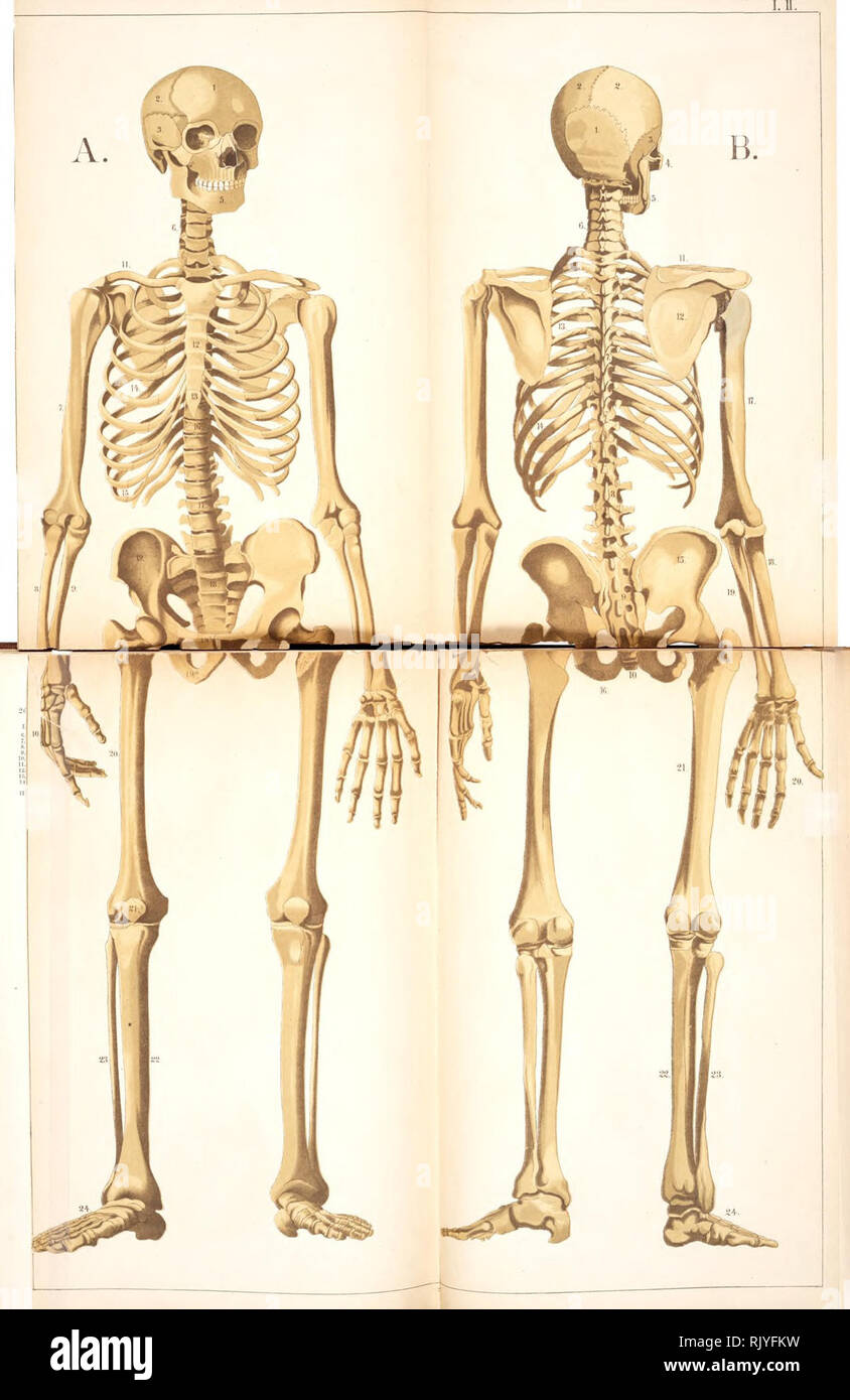 Ein Atlas Der Anatomie Oder Bilder Des Menschlichen Korpers In Vierundzwanzig Quarto Farbige Platten Aus Hundert