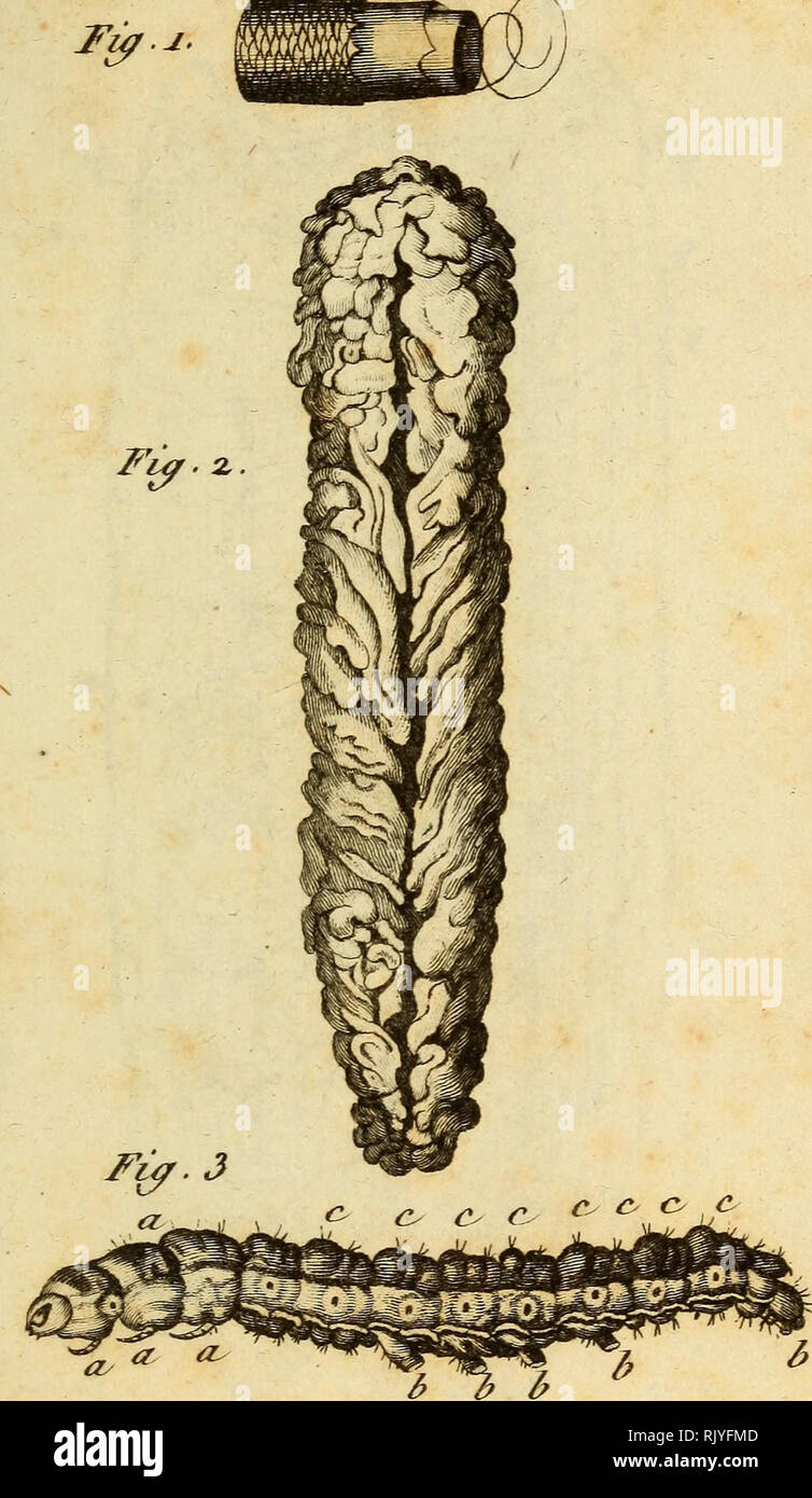 . Atlas des Insectes, Composé de 110 Planches, Représentant la plupart des Insectes décrits dans le Manuel d'histoire naturelle et dans le Manuel d'Entomologie. Insekten. Iiixpectcj". n,.. ^4^n&lt; ich toin L e c/e&lt; r ecte irtô^^.. Bitte beachten Sie, dass diese Bilder sind von der gescannten Seite Bilder, die digital für die Lesbarkeit verbessert haben mögen - Färbung und Aussehen dieser Abbildungen können nicht perfekt dem Original ähneln. extrahiert. Paris, Roret Stockfoto