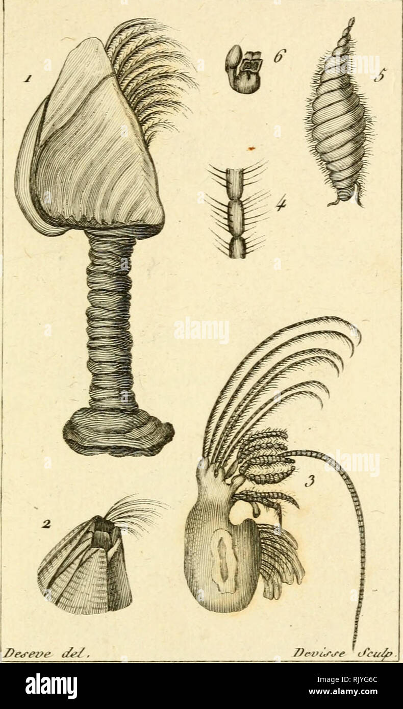 . Atlas des Mollusques: Composé de 51 Planches, Représentant la plupart des Mollusques nus et des coquilles décrits dans le Manuel d'histoire naturelle. Muscheln, Muscheln. Qiie JJoUuj"^^. ^/. /6'. L'Anatiic Lisse. 3. 4.. Ô. (Ich. Le Balaniio courbe. Bitte beachten Sie, dass diese Bilder sind von der gescannten Seite Bilder, die digital für die Lesbarkeit verbessert haben mögen - Färbung und Aussehen dieser Abbildungen können nicht perfekt dem Original ähneln. extrahiert. Bosc, L. A. G. (Louis Augustin Guillaume), 1759-1828. Histoire Naturelle des coquilles; Rang, Sander, 1793-1844; Berry, S. Stillman Stockfoto