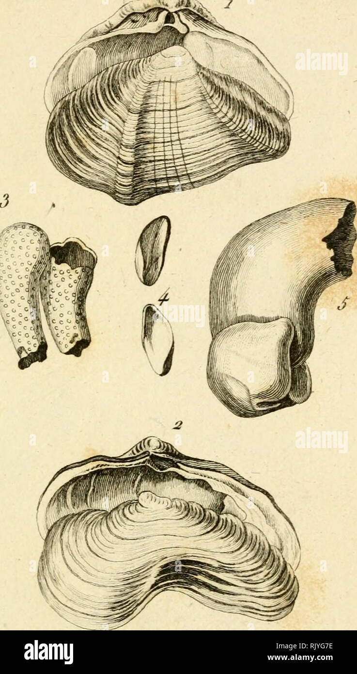 . Atlas des Mollusques: Composé de 51 Planches, Représentant la plupart des Mollusques nus et des coquilles décrits dans le Manuel d'histoire naturelle. Muscheln, Muscheln. 42 PÙ&gt; Ich.: ui. Dej' evp del. f^^ Tar/^ eu i/n/lu. Ich. L'Erodoii maotroiilc. 3. 4. L. 1 Fistiilaiie (Ich 'Ich' oxippée. ii-I/JEiodouL siiriLee. 6. 1-a Fistiilaiie clTnatelle.. Bitte beachten Sie, dass diese Bilder sind von der gescannten Seite Bilder, die digital für die Lesbarkeit verbessert haben mögen - Färbung und Aussehen dieser Abbildungen können nicht perfekt dem Original ähneln. extrahiert. Bosc, L. A. G. (Louis Augustin Guillaume), 1. Stockfoto