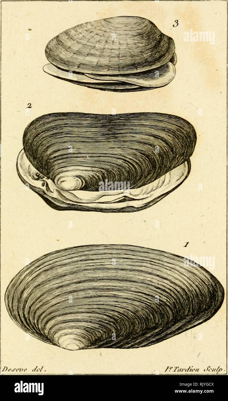 . Atlas des Mollusques: composÃ© de 51 Planches, reprÃ©sentant La plupart des Mollusques nus et des coquilles Dekor crits dans le Manuel d'histoire naturelle. Muscheln, Muscheln. JlolUtsque ^M^^ 4. 1. L'Auodoiite aiiatine. Â Ich La IMiilette de Carolino r&gt;. In Ahilotto dos IViiilroÂ". Bitte beachten Sie, dass diese Bilder sind von der gescannten Seite Bilder, die digital für die Lesbarkeit verbessert haben mögen - Färbung und Aussehen dieser Abbildungen können nicht perfekt dem Original ähneln. extrahiert. Bosc, L. A. G. (Louis Augustin Guillaume), 1759-1828. Histoire Naturelle des coquilles; Rang, Sa Stockfoto