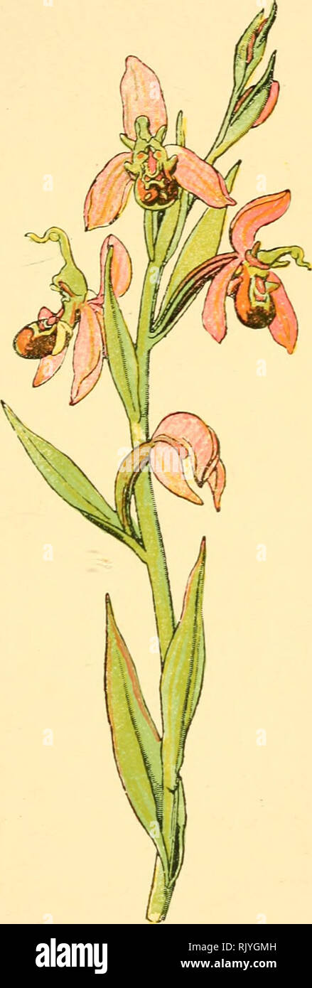 . Atlas de poche des Plantes des Champs, des Prairies et des Bois: a l'usage De promeneurs et des excursionnistes. Botanik. Coteaux secs calcaires. - Fleurit de Mai et Juin.. Ophrys Abeille. Ophrys [) ifera. - Orchidées. -. Bitte beachten Sie, dass diese Bilder sind von der gescannten Seite Bilder, die digital für die Lesbarkeit verbessert haben mögen - Färbung und Aussehen dieser Abbildungen können nicht perfekt dem Original ähneln. extrahiert. Siélain, R.: s. Klincksieck Paris Stockfoto