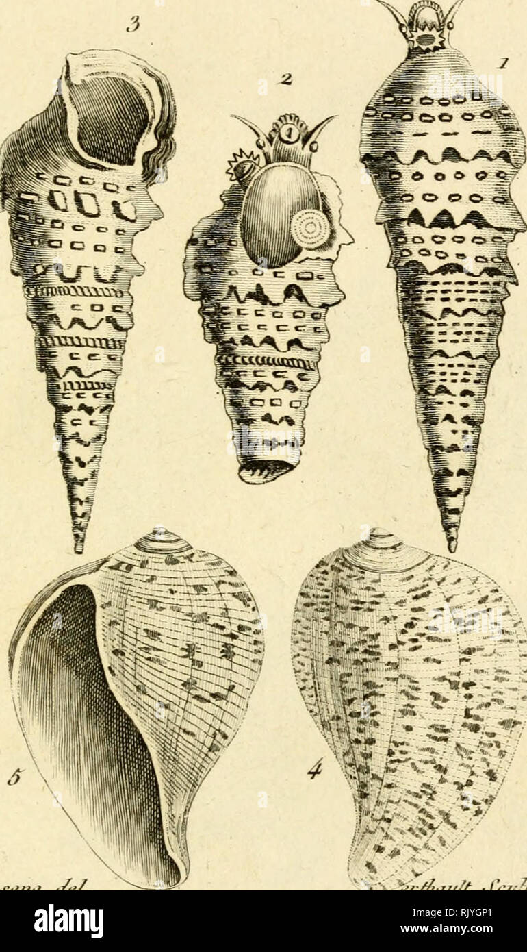 . Atlas des Mollusques: Composé de 51 Planches, Représentant la plupart des Mollusques nus et des coquilles décrits dans le Manuel d'histoire naturelle. Muscheln, Muscheln. JlolhiJ-ques-PI. 2 2. I^trt&gt; t&gt; t* i/cl 1.2. 5, Lo ("ei "ite ralissoire 4. ô.... I.. J'atu!;' (lo'ue.. Bitte beachten Sie, dass diese Bilder sind von der gescannten Seite Bilder, die digital für die Lesbarkeit verbessert haben mögen - Färbung und Aussehen dieser Abbildungen können nicht perfekt dem Original ähneln. extrahiert. Bosc, L. A. G. (Louis Augustin Guillaume), 1759-1828. Histoire Naturelle des coquilles; Rang, S Stockfoto