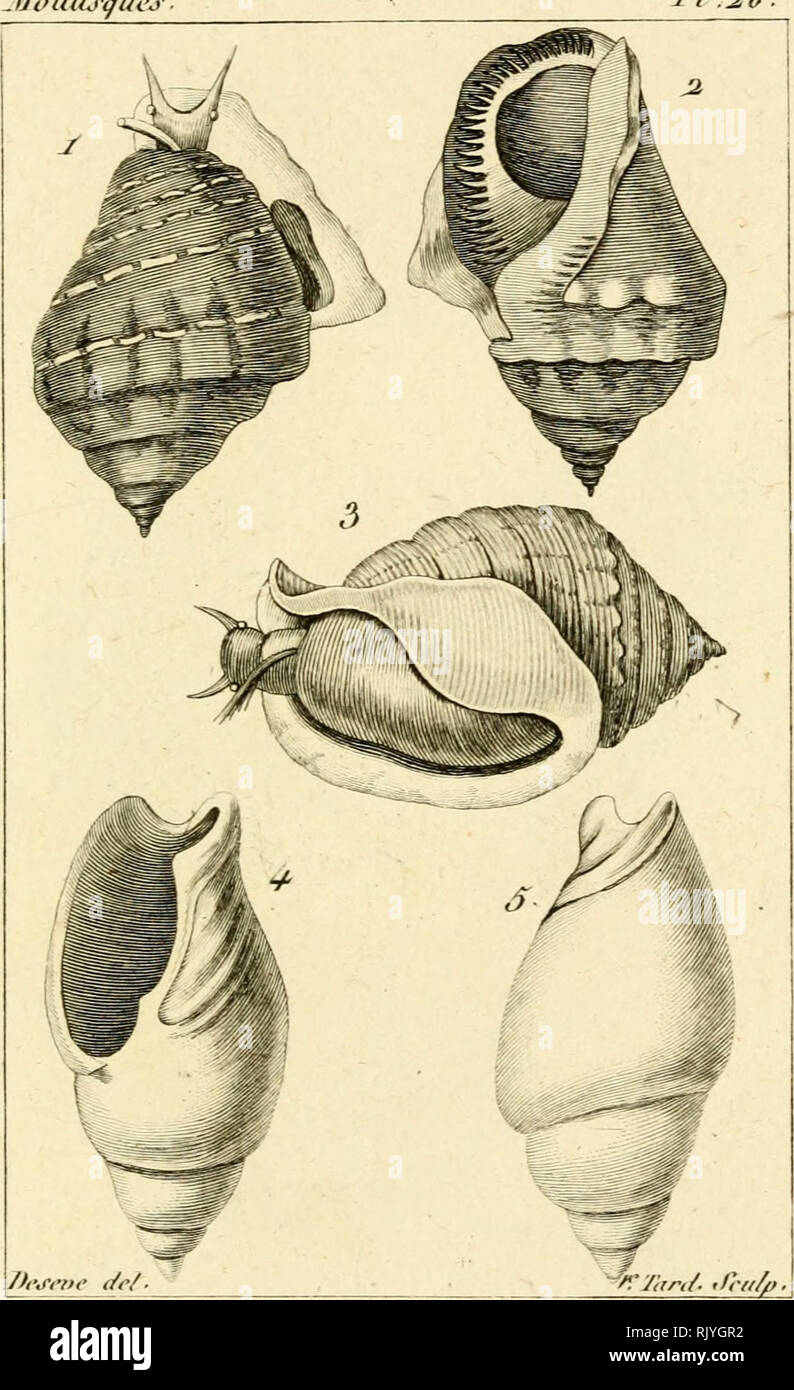 . Atlas des Mollusques: Composé de 51 Planches, Représentant la plupart des Mollusques nus et des coquilles décrits dans le Manuel d'histoire naturelle. Muscheln, Muscheln. UoUiuijue J '/.^ Ich. 1. ein. La PoinM&gt;re vS aie Oui. 3.. Le Casque tuLei" cileiix 4 ô. Le Jixiceiu lA'oii'e.. Bitte beachten Sie, dass diese Bilder sind von der gescannten Seite Bilder, die digital für die Lesbarkeit verbessert haben mögen - Färbung und Aussehen dieser Abbildungen können nicht perfekt dem Original ähneln. extrahiert. Bosc, L. A. G. (Louis Augustin Guillaume), 1759-1828. Histoire Naturelle des coquilles; Rang, Sand Stockfoto