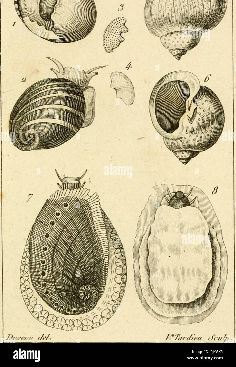 . Atlas des Mollusques: Composé de 51 Planches, Représentant la plupart des Mollusques nus et des coquilles décrits dans le Manuel d'histoire naturelle. Muscheln, Muscheln. JfoQiUpque^. Ich ^f. xS m^^^ À.. G. . . La Nerite citr'ene. 8 L'Halio^ ide oriiîicj'. Bitte beachten Sie, dass diese Bilder sind von der gescannten Seite Bilder, die digital für die Lesbarkeit verbessert haben mögen - Färbung und Aussehen dieser Abbildungen können nicht perfekt dem Original ähneln. extrahiert. Bosc, L. A. G. (Louis Augustin Guillaume), 1759-1828. Histoire Naturelle des coquilles; Rang, Sander, 1793-1844; Berry, S. Sti Stockfoto