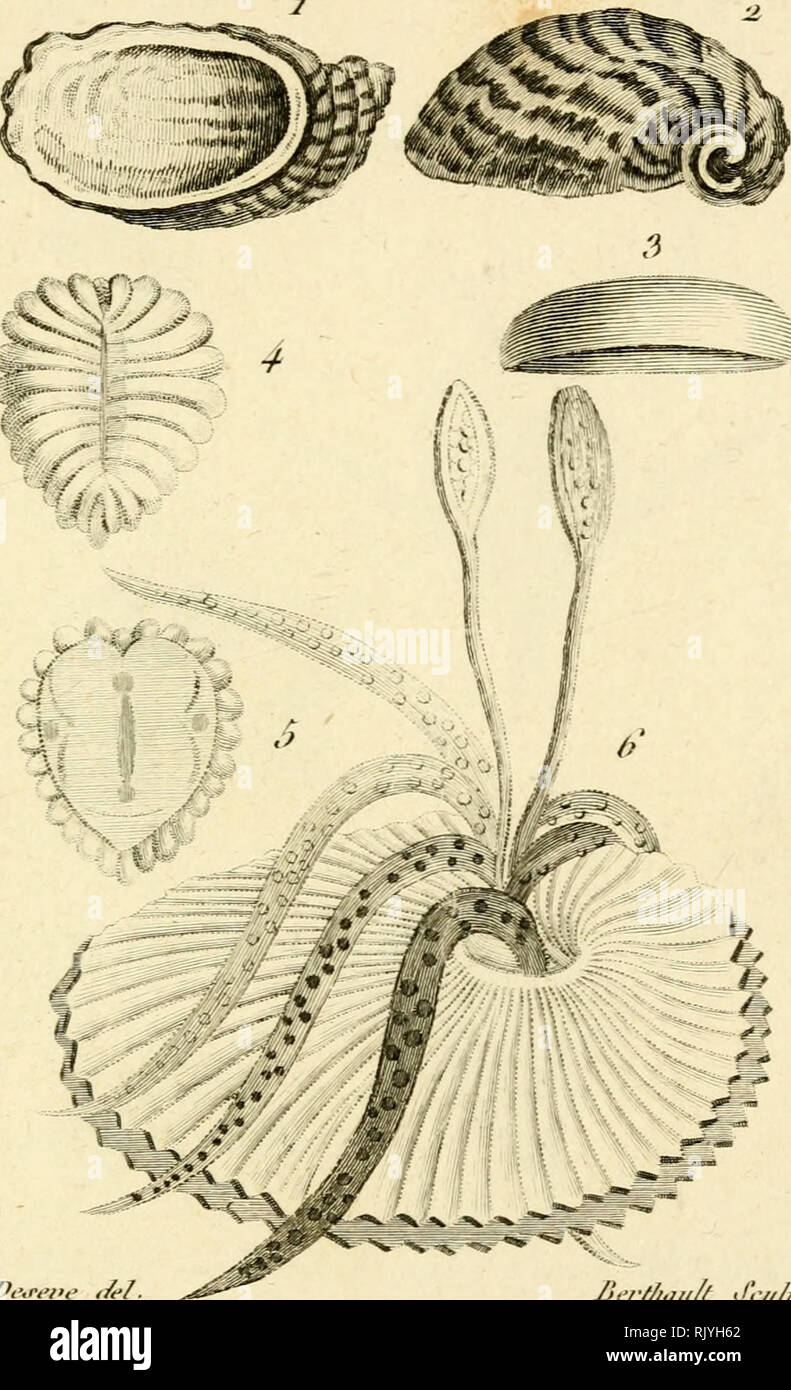 . Atlas des Mollusques: Composé de 51 Planches, Représentant la plupart des Mollusques nus et des coquilles décrits dans le Manuel d'histoire naturelle. Muscheln, Muscheln. Molluxfque ^i^/y. J. JJerf/,., "/w Jeu //: 1. Ein.... L? Oiicle Stciiiate iiii'. 3. 4-J • L Cscaiie astacan'e. Cj L AriT' iuiaiité papvi' Ace. Bitte beachten Sie, dass diese Bilder sind von der gescannten Seite Bilder, die digital für die Lesbarkeit verbessert haben mögen - Färbung und Aussehen dieser Abbildungen können nicht perfekt dem Original ähneln. extrahiert. Bosc, L. A. G. (Louis Augustin Guillaume), 1759-1828. Histoire natur Stockfoto