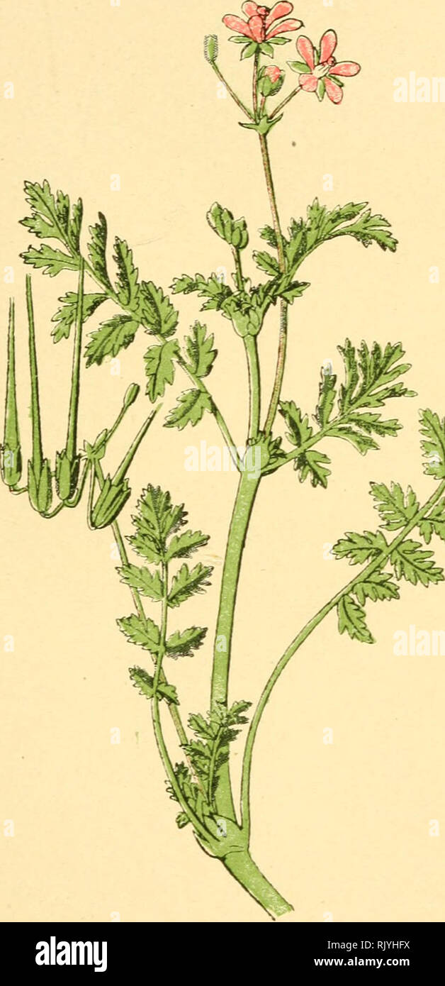 . Atlas de poche des Plantes des Champs, des Prairies et des Bois: a l'usage De promeneurs et des excursionnistes. Botanik. - 35 - Champs cultivés, lieux secs. - Fleurit de Mai en août.. Bec de cigogne. Erodium cicutarium. - GÉRANIACÉES. -. Bitte beachten Sie, dass diese Bilder sind von der gescannten Seite Bilder, die digital für die Lesbarkeit verbessert haben mögen - Färbung und Aussehen dieser Abbildungen können nicht perfekt dem Original ähneln. extrahiert. Siélain, R.: s. Klincksieck Paris Stockfoto
