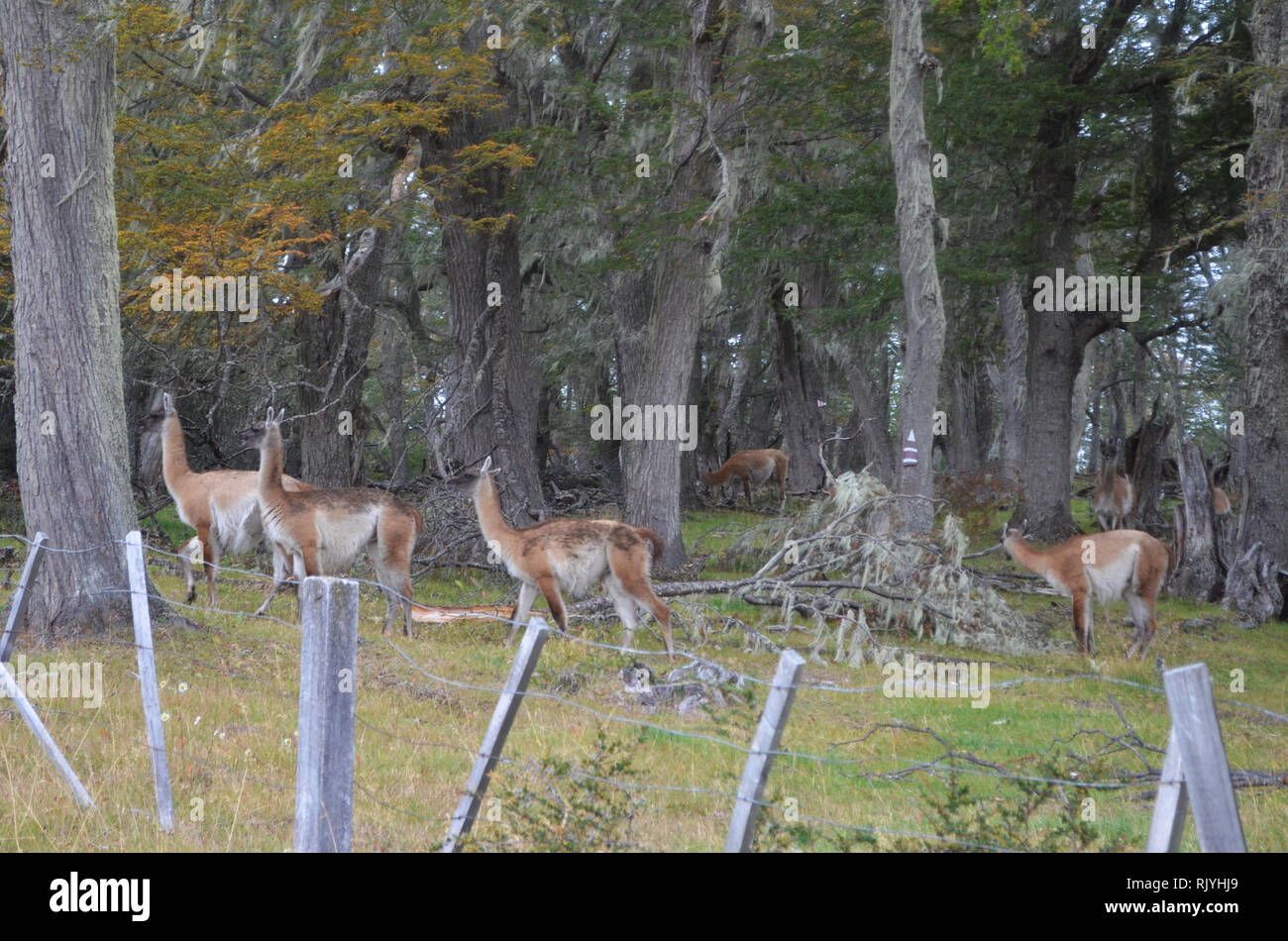 Guanakos in einem Südlichen Buchenwälder in Karukinka Naturpark, Tierra del Fuego, Chile Stockfoto