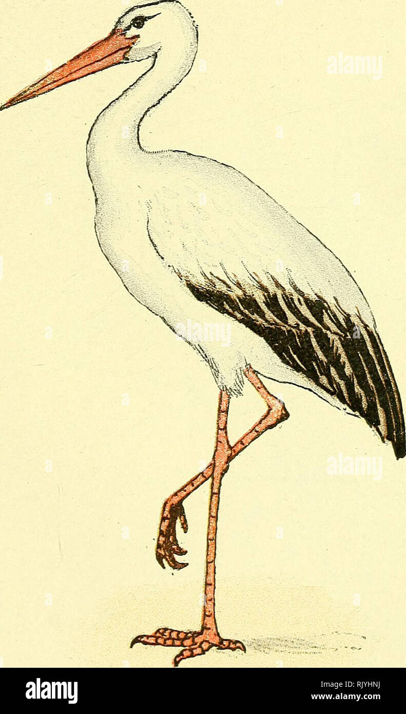 . Atlas de poche des Oiseaux de France - Suisse, et Belgique, utiles ou nuisibles: suivi d'un étude d'ensemble sur les Oiseaux. Vögel, Vögel, Vögel. - 63 - Indifférent. - Migrateur.. Cigogne Blanche. Ciconia Alba. Famille des Ciconiidés.. Bitte beachten Sie, dass diese Bilder sind von der gescannten Seite Bilder, die digital für die Lesbarkeit verbessert haben mögen - Färbung und Aussehen dieser Abbildungen können nicht perfekt dem Original ähneln. extrahiert. Hamonville, Jean Charles Louis Tardif, Baron d'. Paris: Librairie des sciences naturelles S. Klincksieck Stockfoto