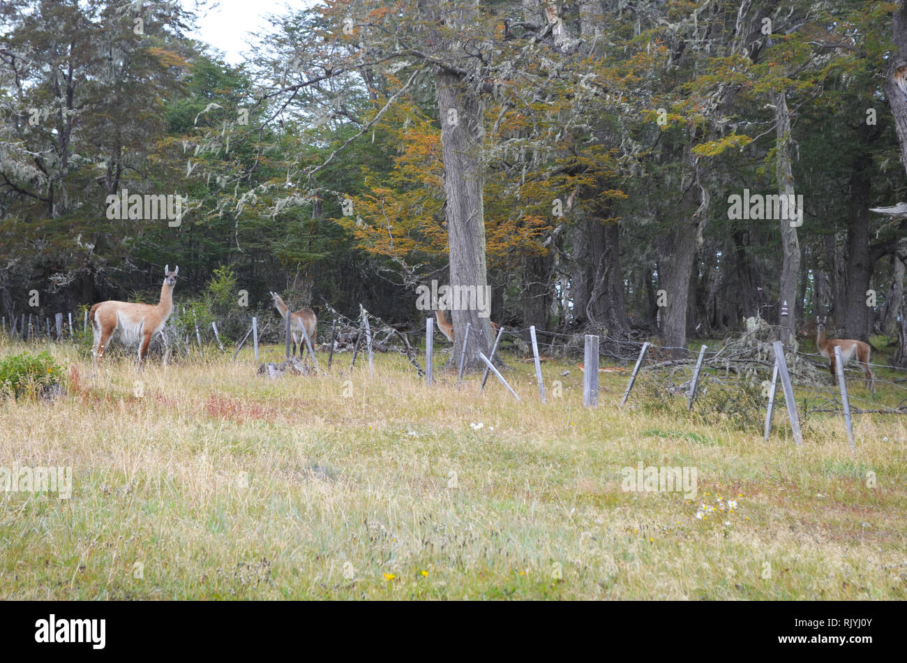 Guanakos in einem Südlichen Buchenwälder in Karukinka Naturpark, Tierra del Fuego, Chile Stockfoto