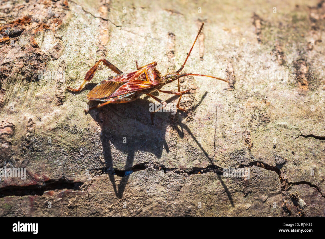Western Nadelbaum same Bug Insekt, Leptoglossus occidentalis, oder WCSB, Krabbeln auf Holz in hellem Sonnenlicht Stockfoto