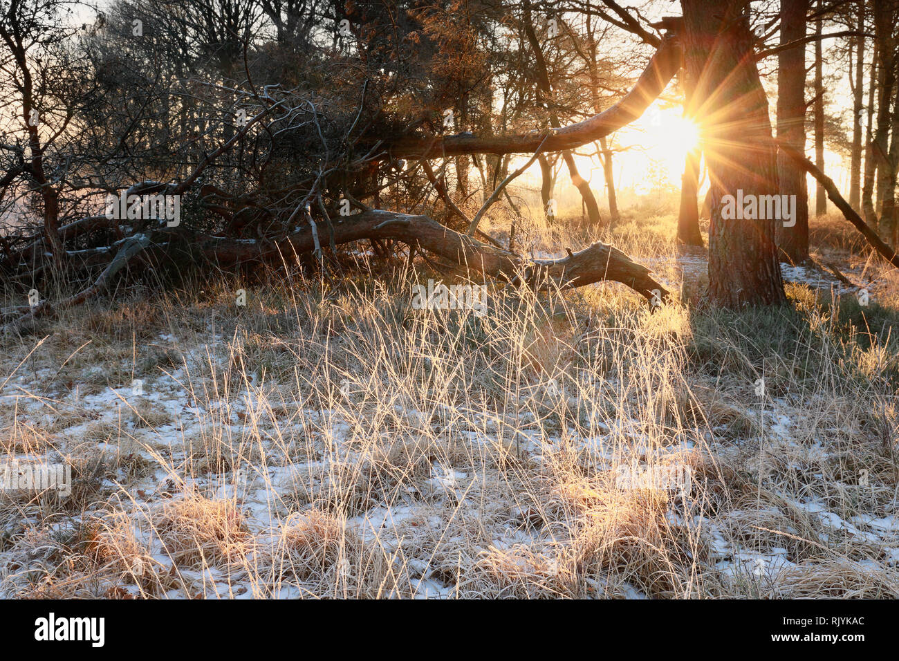 Morgen Sonnenschein durch Bäume über milchglas Wiese im Winter Stockfoto