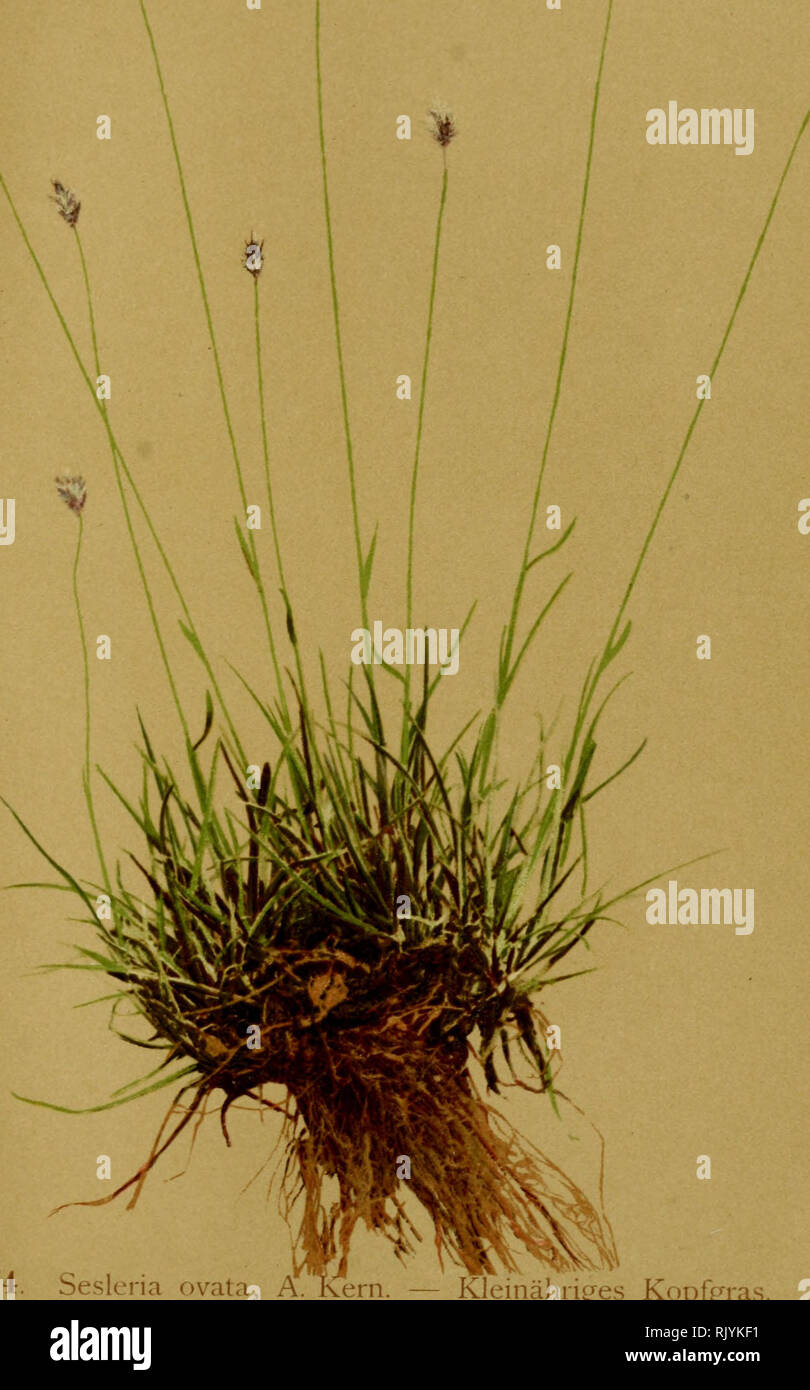 . Atlas de la Flora alpine. Pflanzen; Berg pflanzen. #24^. 474. Seslcria ovata, A. Tkern Seslà © rie À petits à © pis. Ich, ^.^^ einâhriges Kopfl ias. Eiförmig Sesleria. Fentes des Rochers dans les Alpes orientales. Juillet - AoÃ"t.. Bitte beachten Sie, dass diese Bilder sind von der gescannten Seite Bilder, die digital für die Lesbarkeit verbessert haben mögen - Färbung und Aussehen dieser Abbildungen können nicht perfekt dem Original ähneln. extrahiert. Correvon, Henry, 1854-1939; Club Alpin allemand et autrichien. Genève, Georg &Amp; Co. Stockfoto