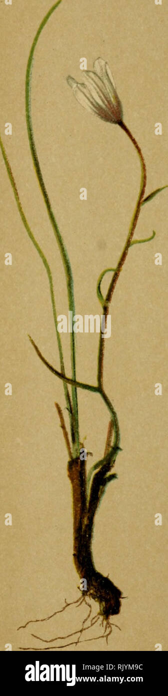 . Atlas de la Flora alpine. Pflanzen; Berg pflanzen. . Bitte beachten Sie, dass diese Bilder sind von der gescannten Seite Bilder, die digital für die Lesbarkeit verbessert haben mögen - Färbung und Aussehen dieser Abbildungen können nicht perfekt dem Original ähneln. extrahiert. Correvon, Henry, 1854-1939; Club Alpin allemand et autrichien. Genève, Georg &Amp; Co. Stockfoto
