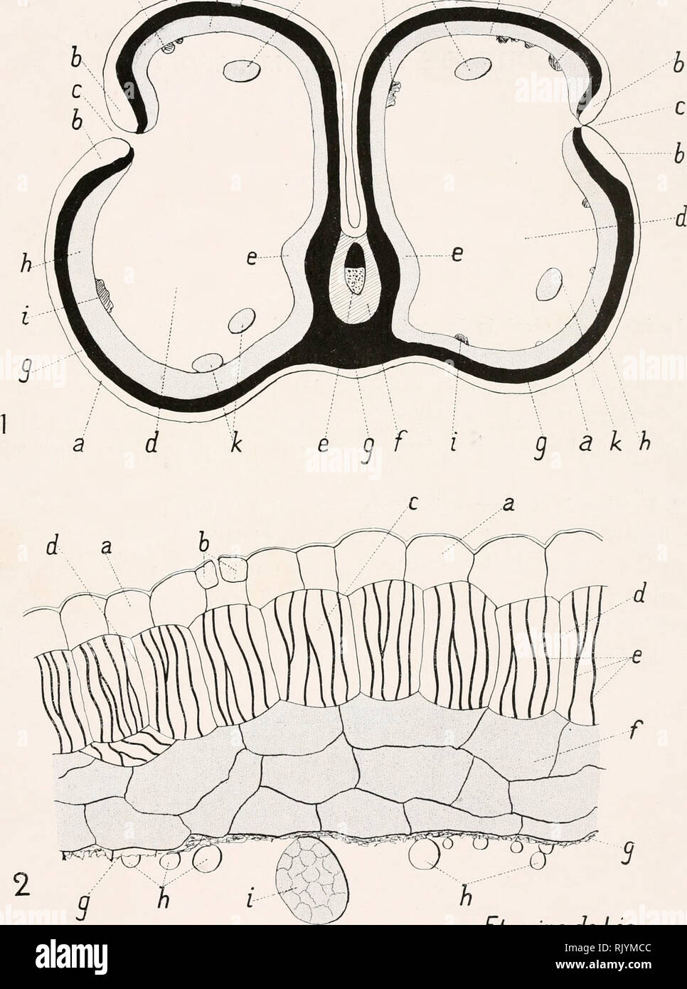 . Atlas de Botanique microscopique: Manuel de travaux pratiques.... Botanik - Anatomie. Planche XXXIIL j^^3^ î^a i, Q j. Etarnlne de Lis. Bitte beachten Sie, dass diese Bilder sind von der gescannten Seite Bilder, die digital für die Lesbarkeit verbessert haben mögen - Färbung und Aussehen dieser Abbildungen können nicht perfekt dem Original ähneln. extrahiert. Coupin, Henri, b. 1868; Jodin, Henri; Dauphiné, André. Paris: vigot Stockfoto