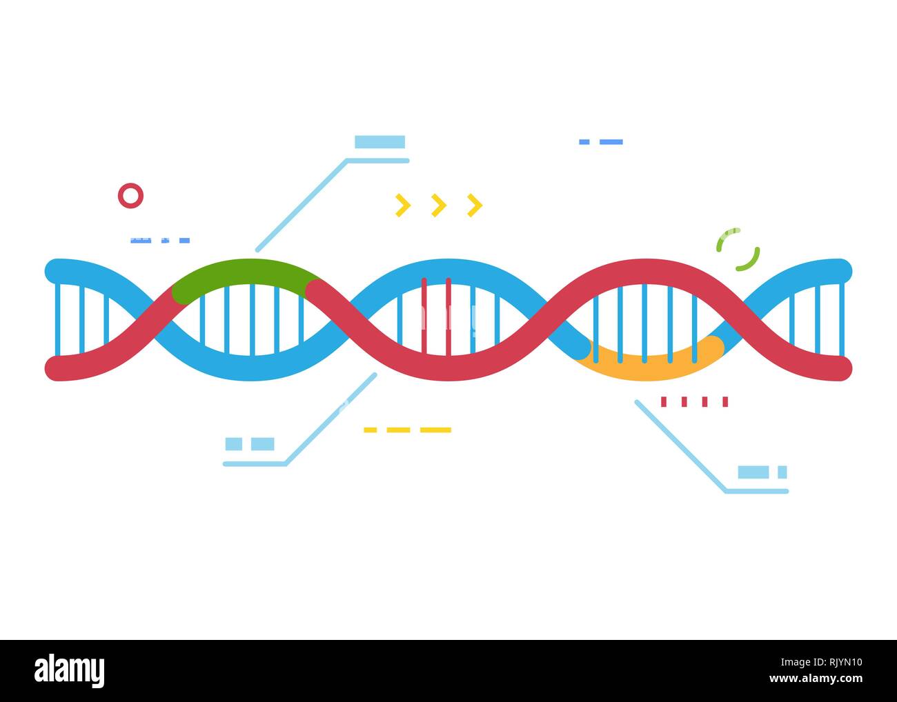 DNA-Molekül mit Regionen mit unterschiedlichen Farben. Scharfe Cas9-Gens Instandsetzung Technologie. Genetische Reparatur und Infografik. Prüfung der menschlichen DNA. Zeile Stock Vektor