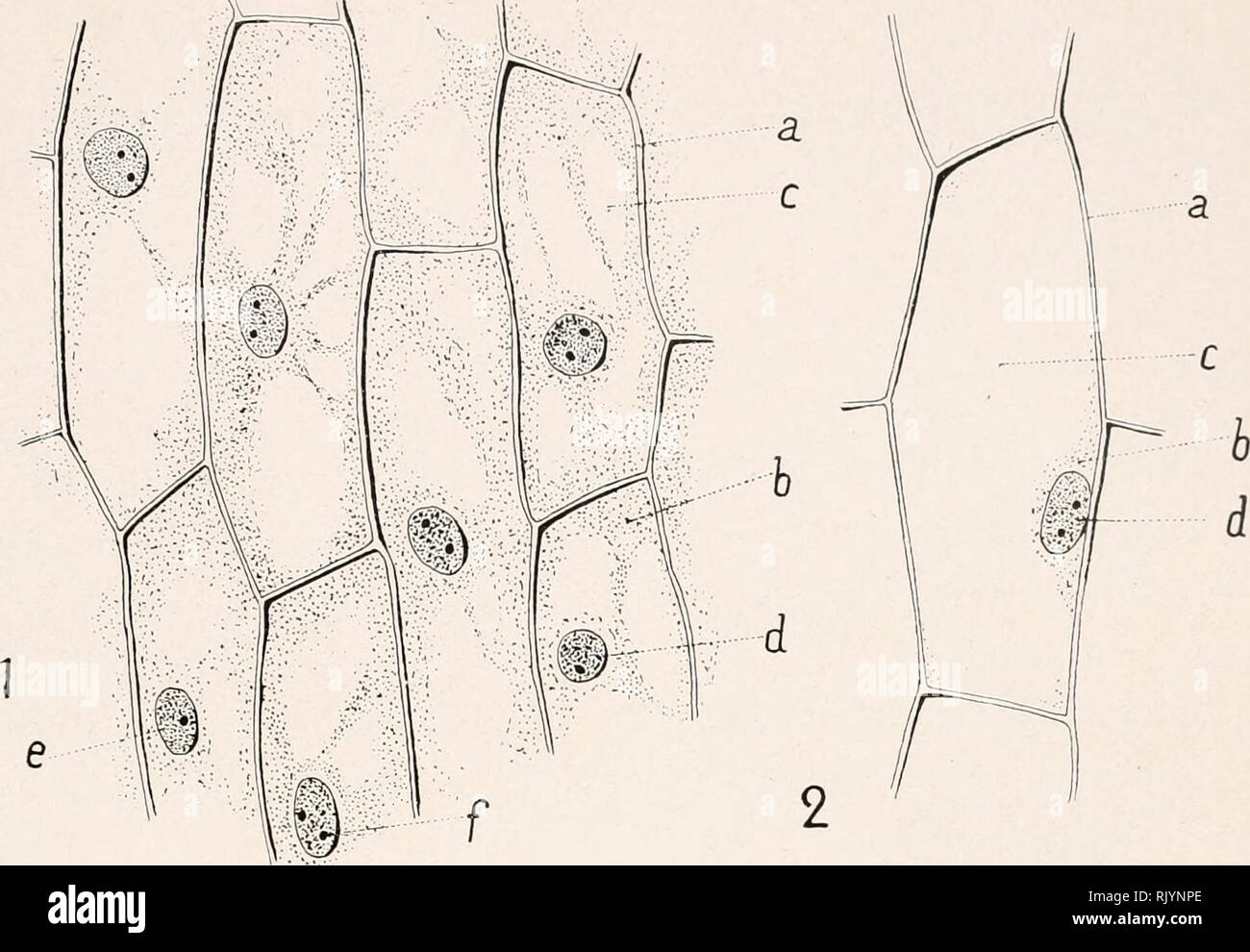 . Atlas de Botanique microscopique: Manuel de travaux pratiques.... Botanik - Anatomie. Planche I.. Bitte beachten Sie, dass diese Bilder sind von der gescannten Seite Bilder, die digital für die Lesbarkeit verbessert haben mögen - Färbung und Aussehen dieser Abbildungen können nicht perfekt dem Original ähneln. extrahiert. Coupin, Henri, b. 1868; Jodin, Henri; Dauphiné, André. Paris: vigot Stockfoto