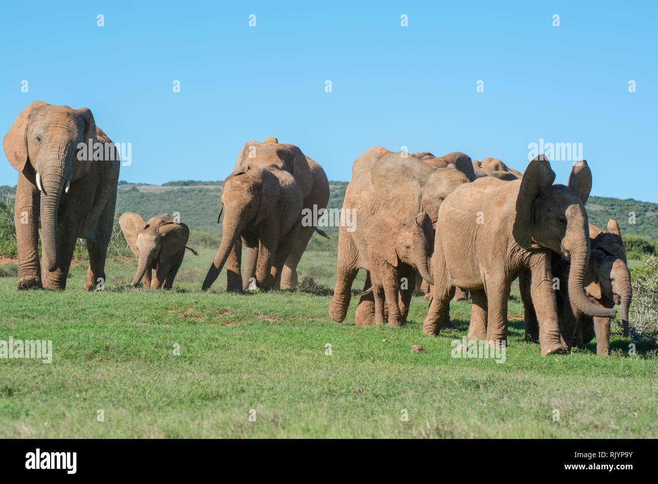Farbe Porträt einer eng bewegen Elefanten Familie mit Babys oder Gruppe in Südafrika unter blauem Himmel - Symbolische, Vorwärtsfahrt, zusammen, gemeinsam, Stockfoto