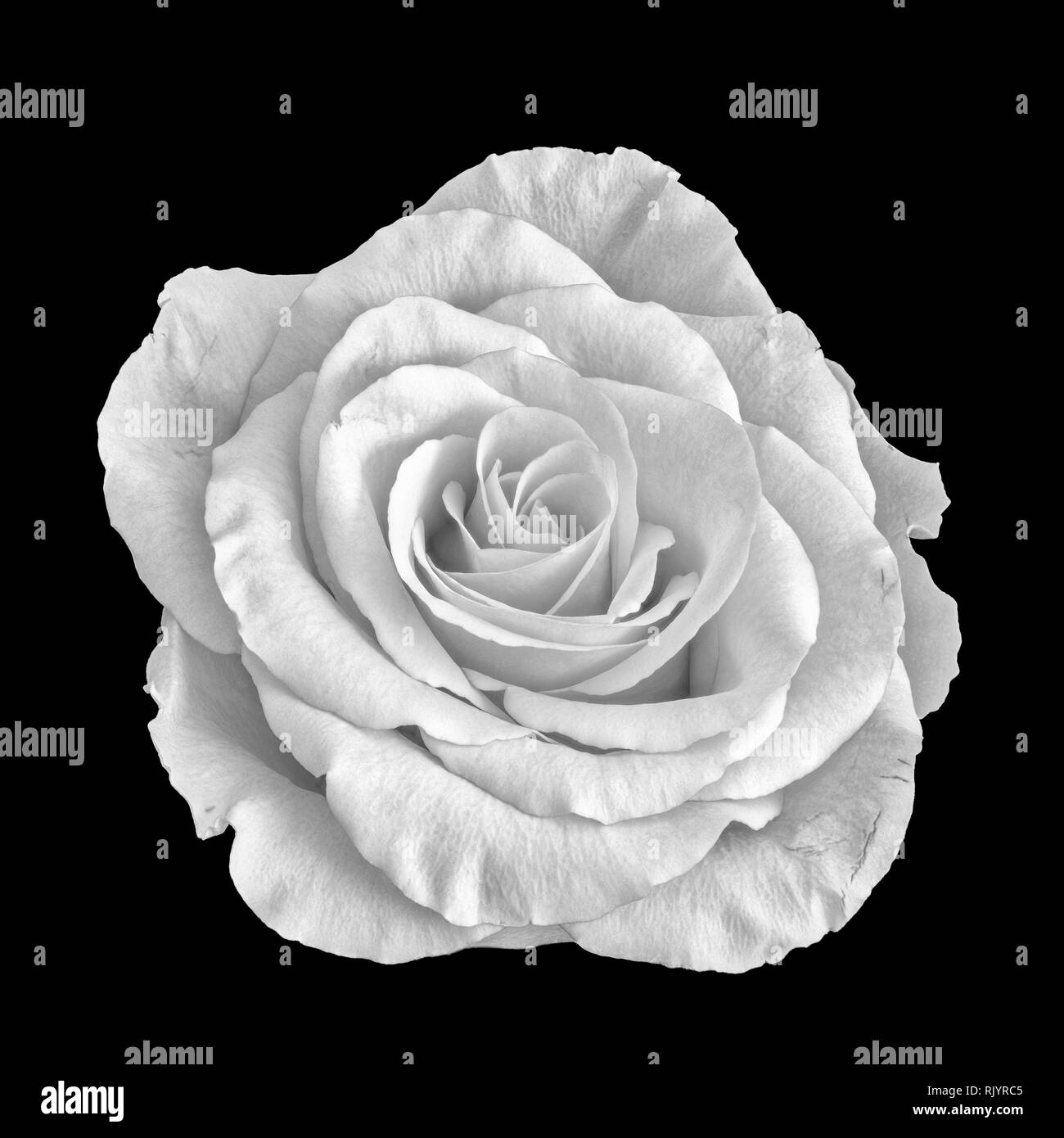 Monochrome fine art Stillleben Makro einer isolierten weiße Rose Blüte in vintage Malweise auf schwarzem Hintergrund Stockfoto